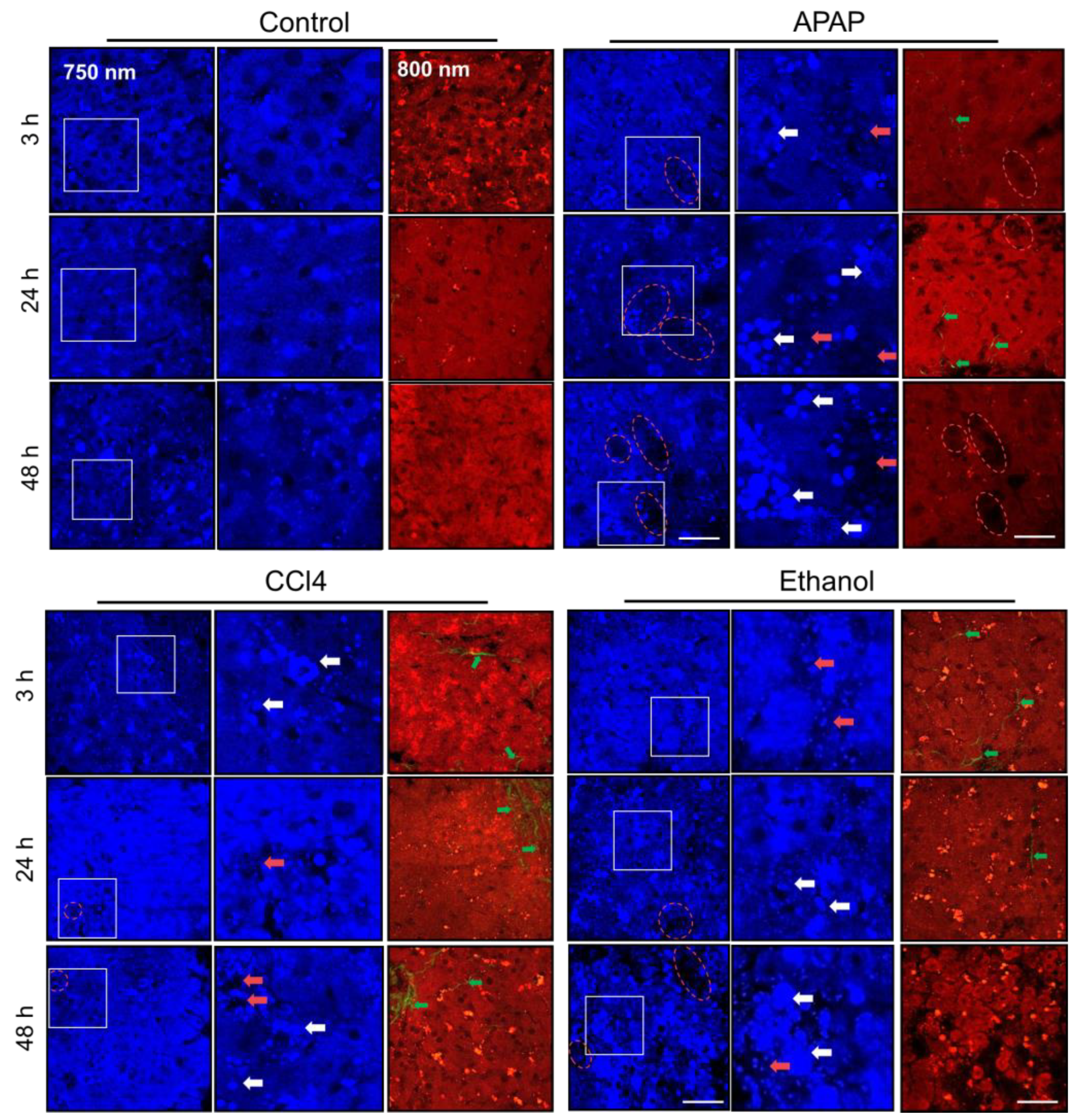 Ijms 24 09195 g002 Ijms 24 09195 g002