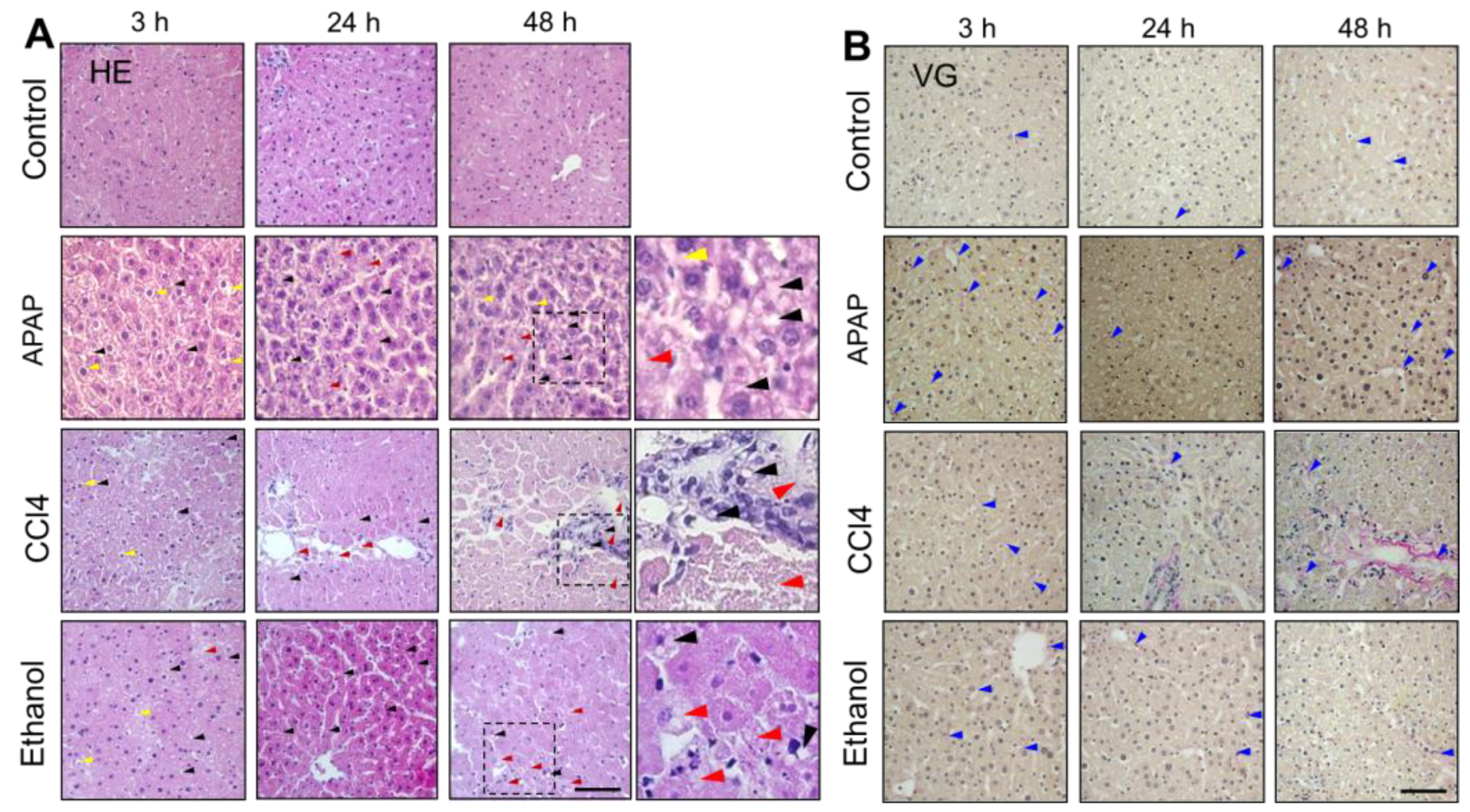 Ijms 24 09195 g007 Ijms 24 09195 g007