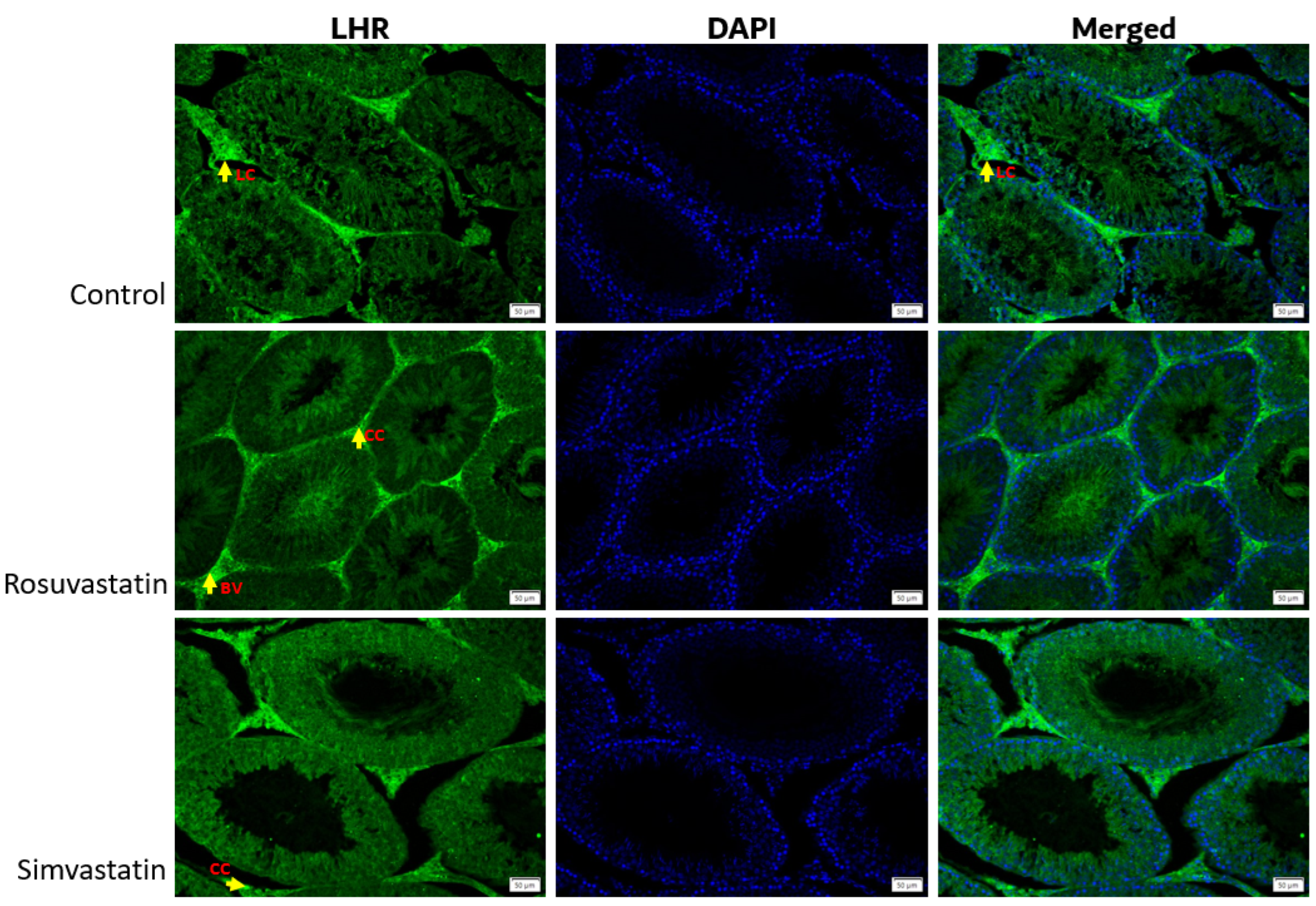 Ijms 24 09221 g008 Ijms 24 09221 g008
