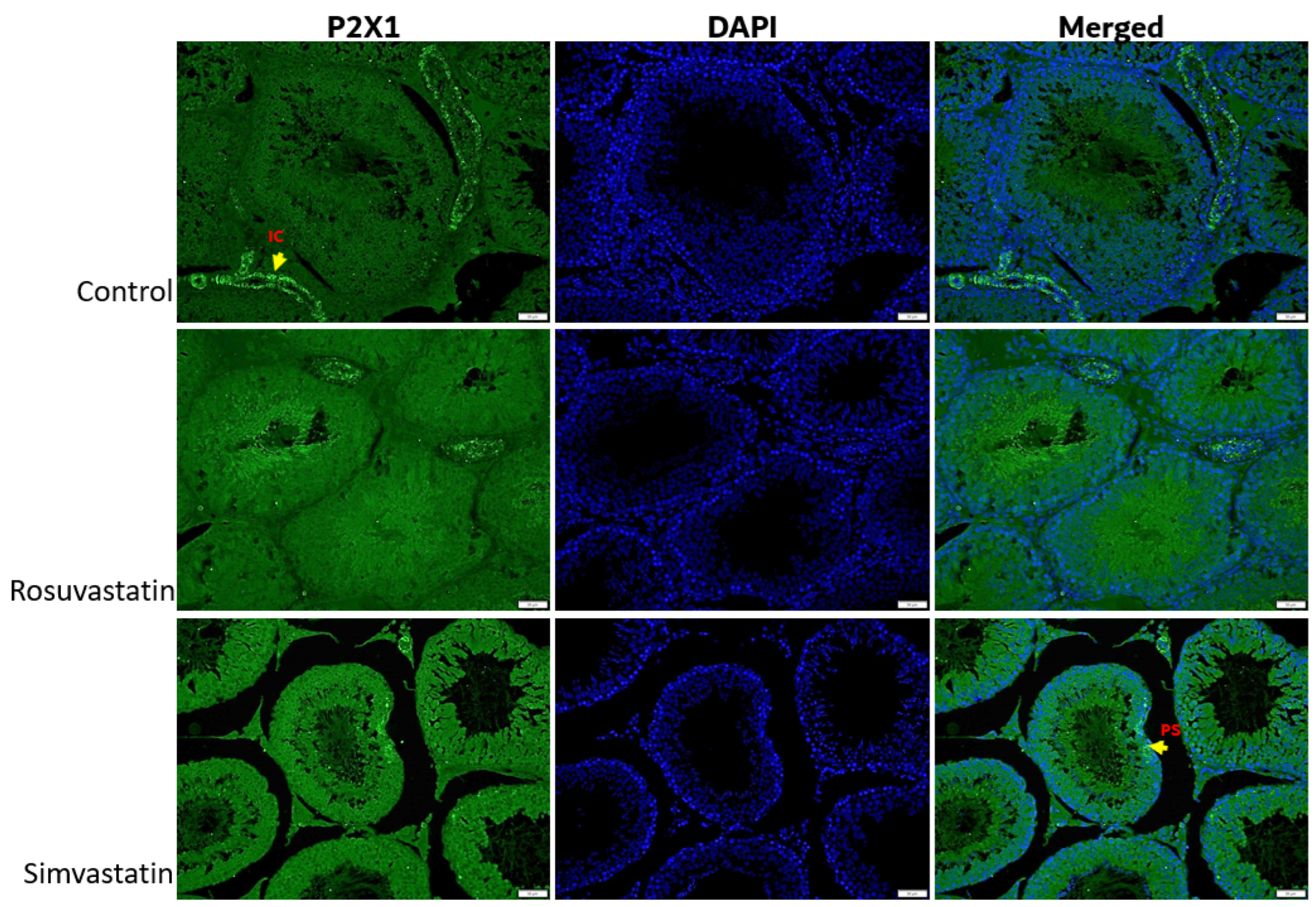 Ijms 24 09221 g011 Ijms 24 09221 g011
