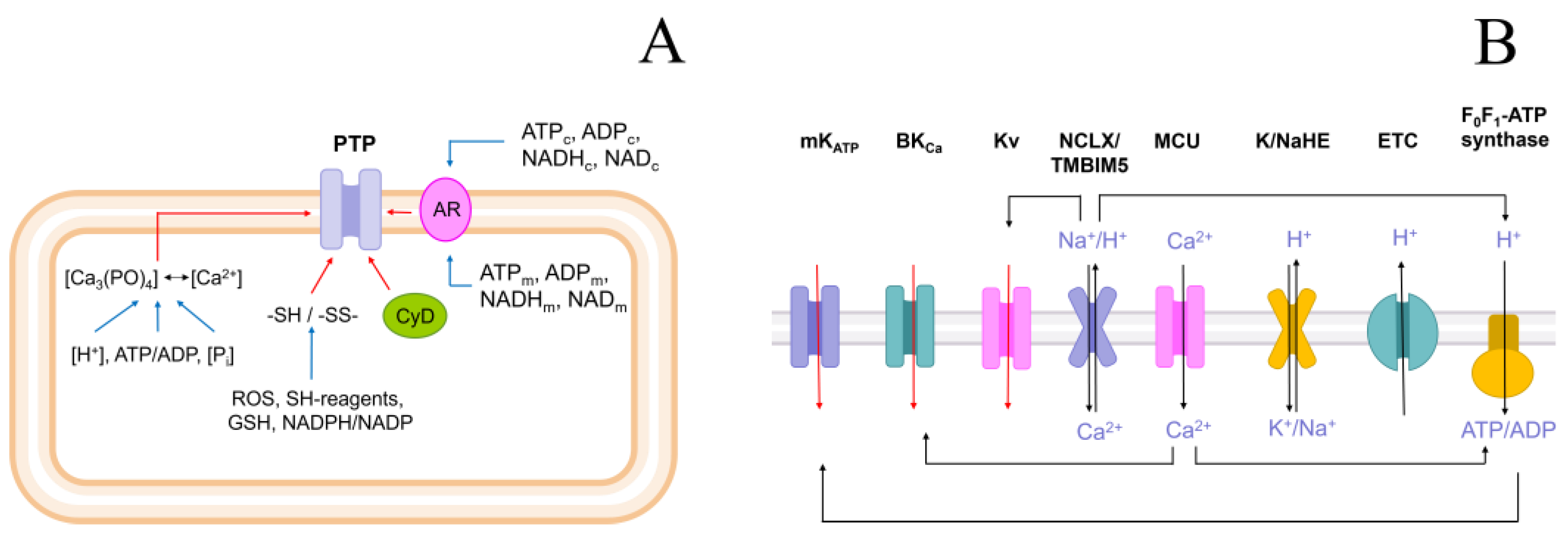 Ijms 24 09237 g001 Ijms 24 09237 g001