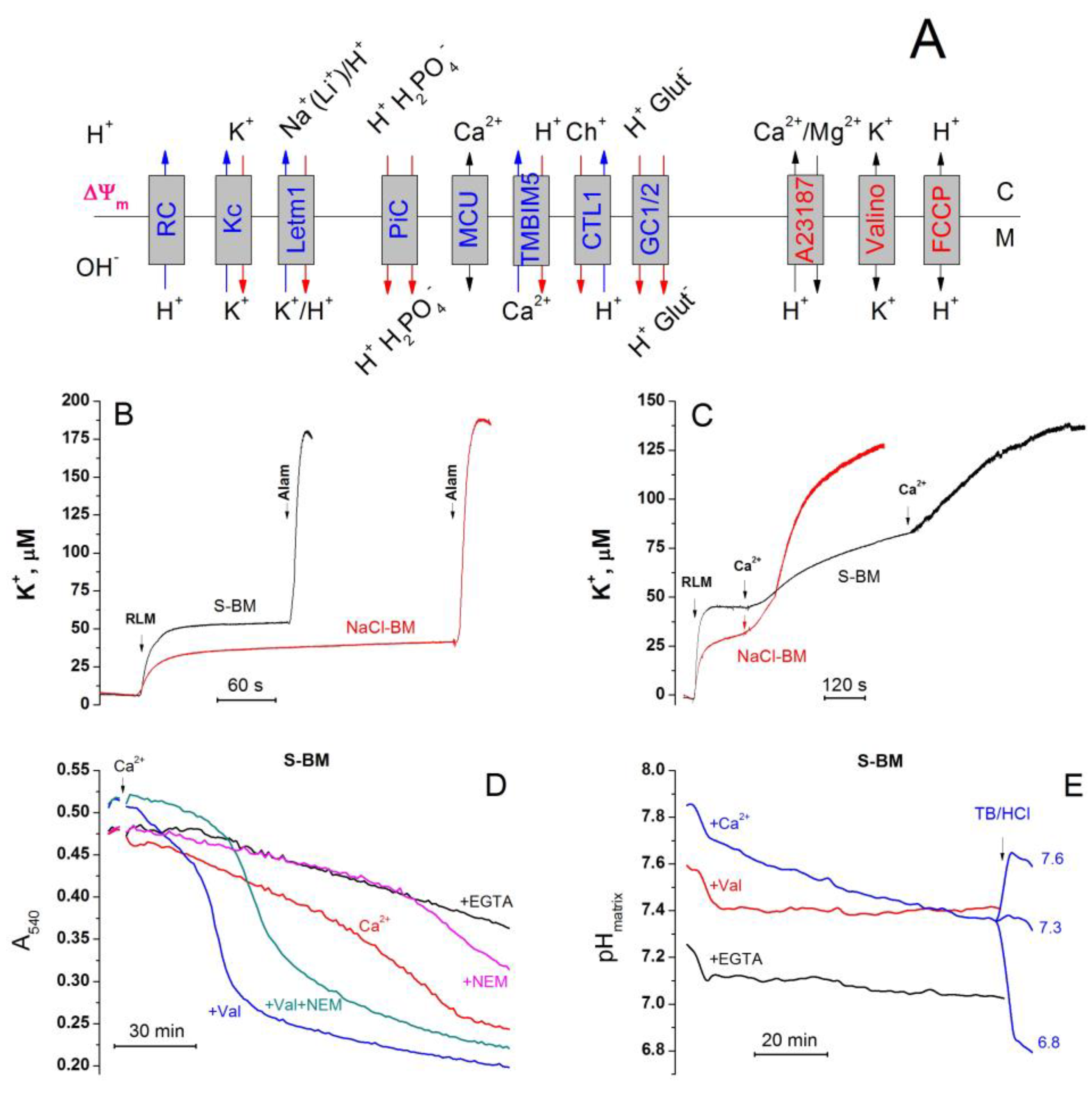 Ijms 24 09237 g013 Ijms 24 09237 g013