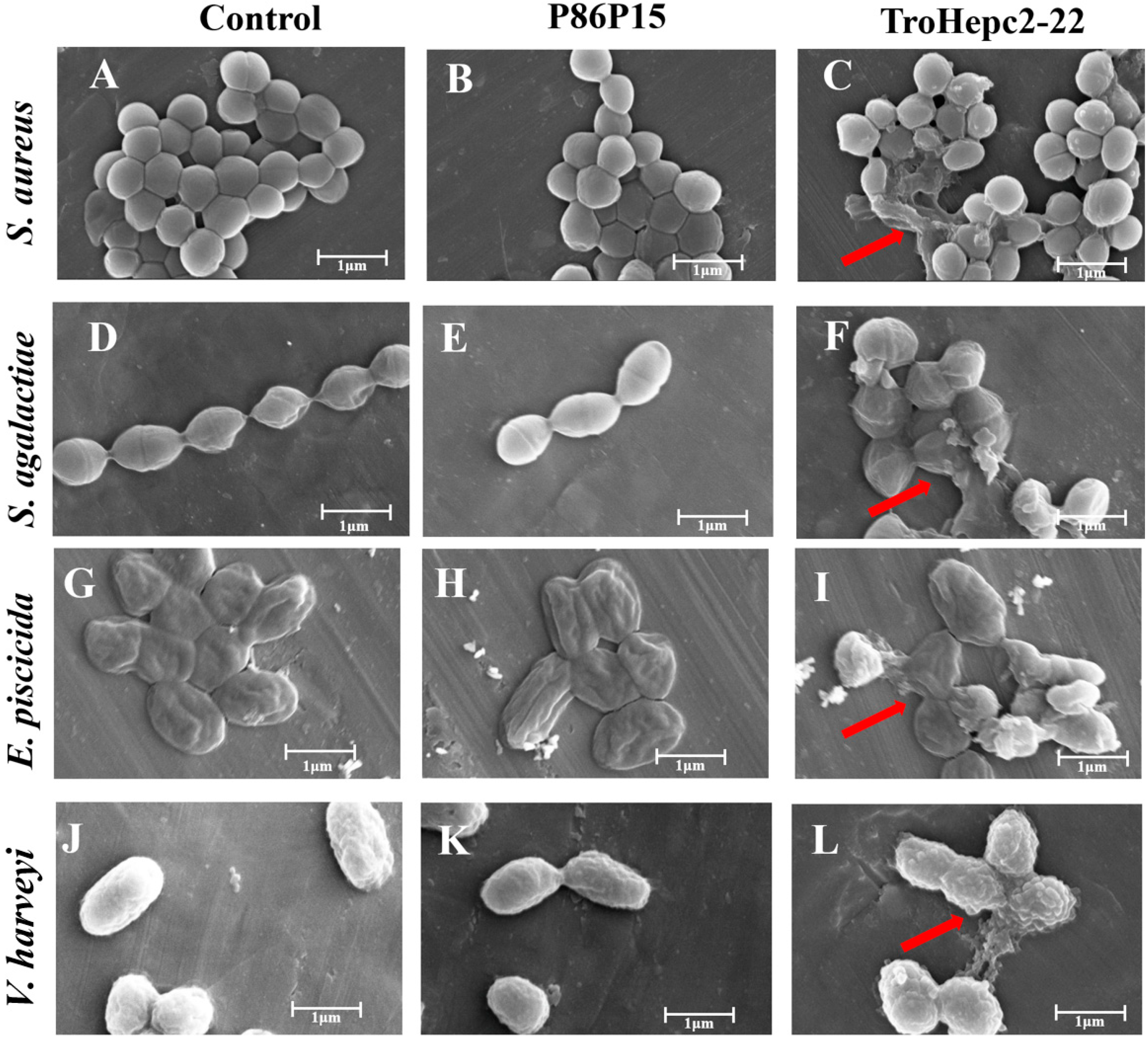 Ijms 24 09251 g005 Ijms 24 09251 g005