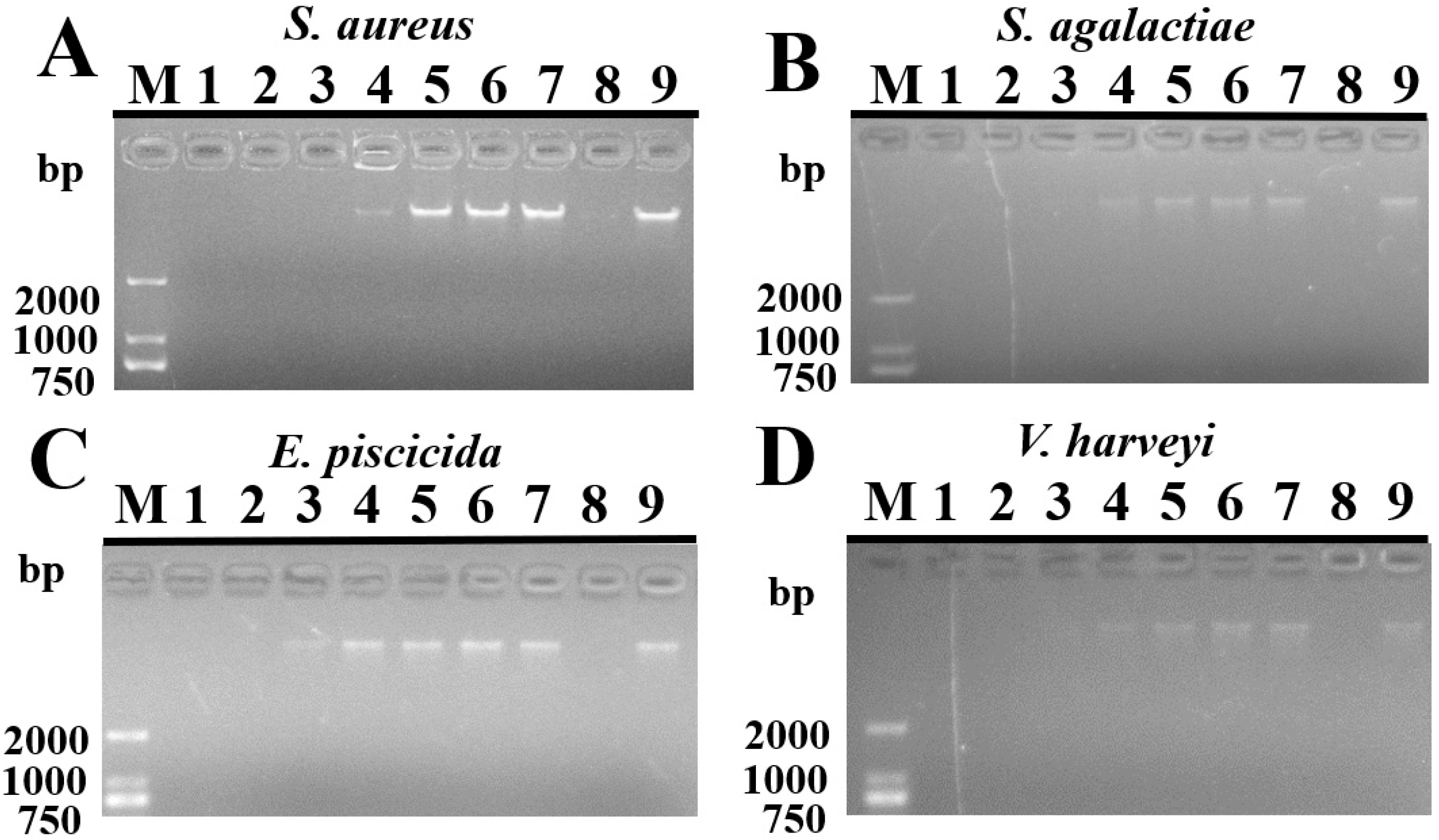 Ijms 24 09251 g006 Ijms 24 09251 g006