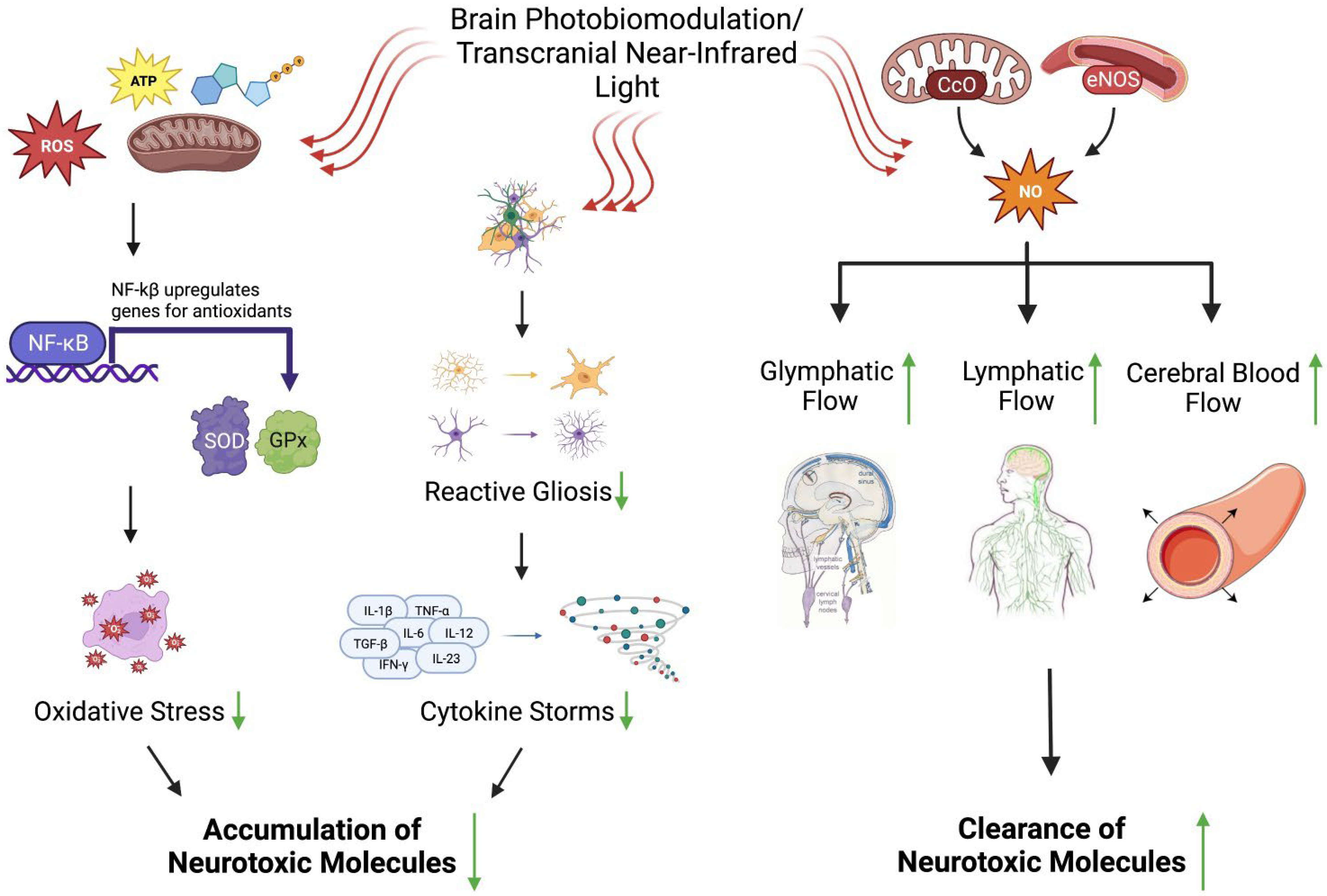 【ラッピング不可】 Recent and Neurodegeneration of Mechanisms 小物