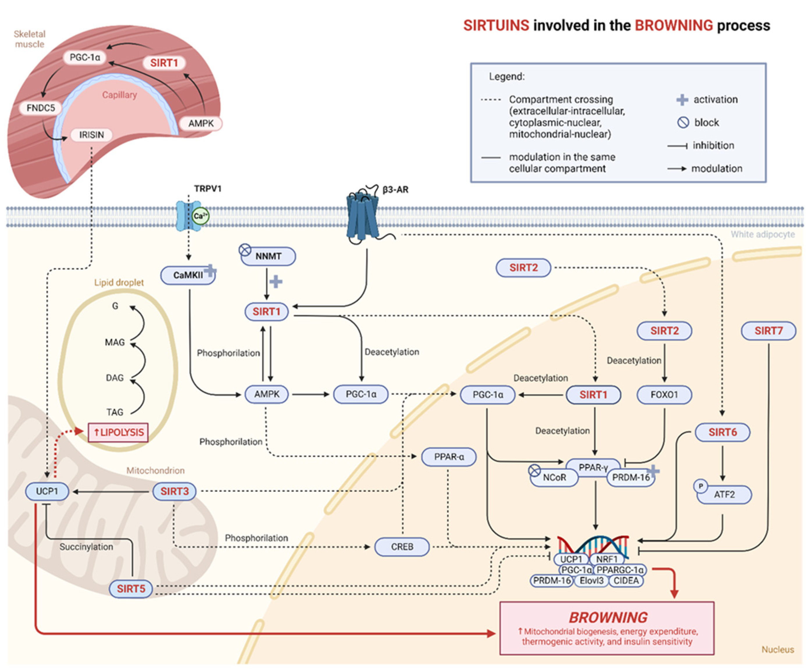 Ijms 24 09276 g002 Ijms 24 09276 g002