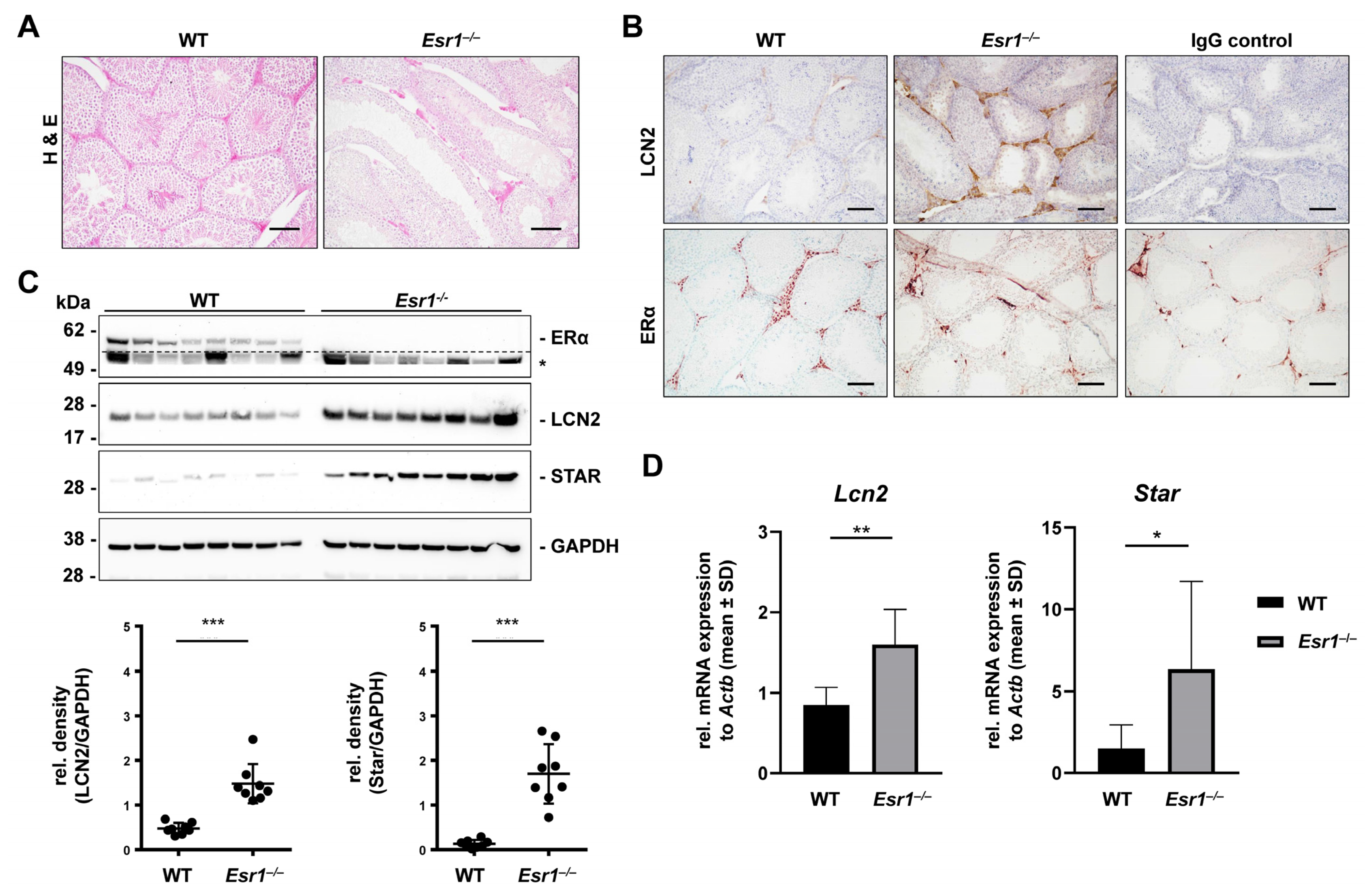 Ijms 24 09280 g005 Ijms 24 09280 g005