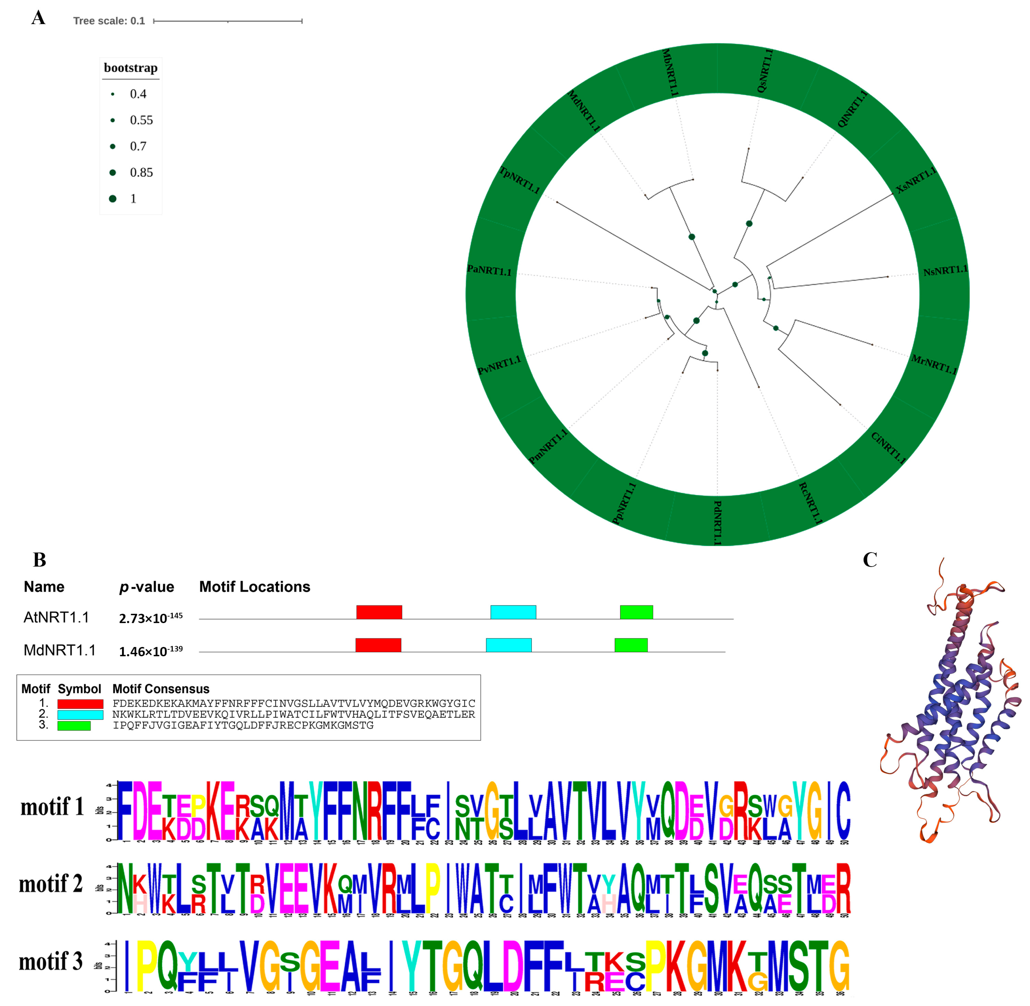 Identification and Functional Characterization of MdNRT1.1 Identification and Functional Characterization of MdNRT1.1