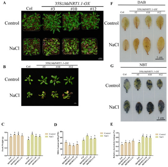 Identification and Functional Characterization of MdNRT1.1 in