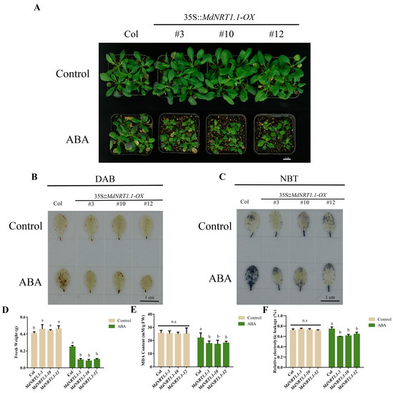 Identification and Functional Characterization of MdNRT1.1