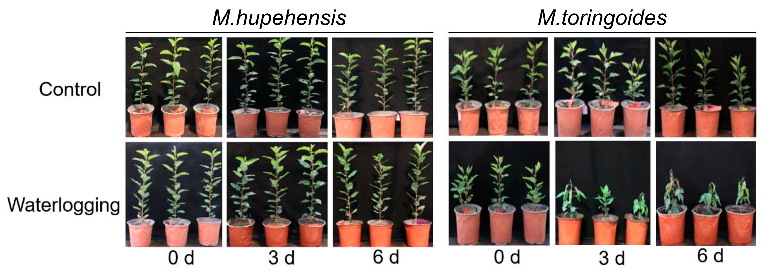 Ijms 24 09298 g001 Ijms 24 09298 g001