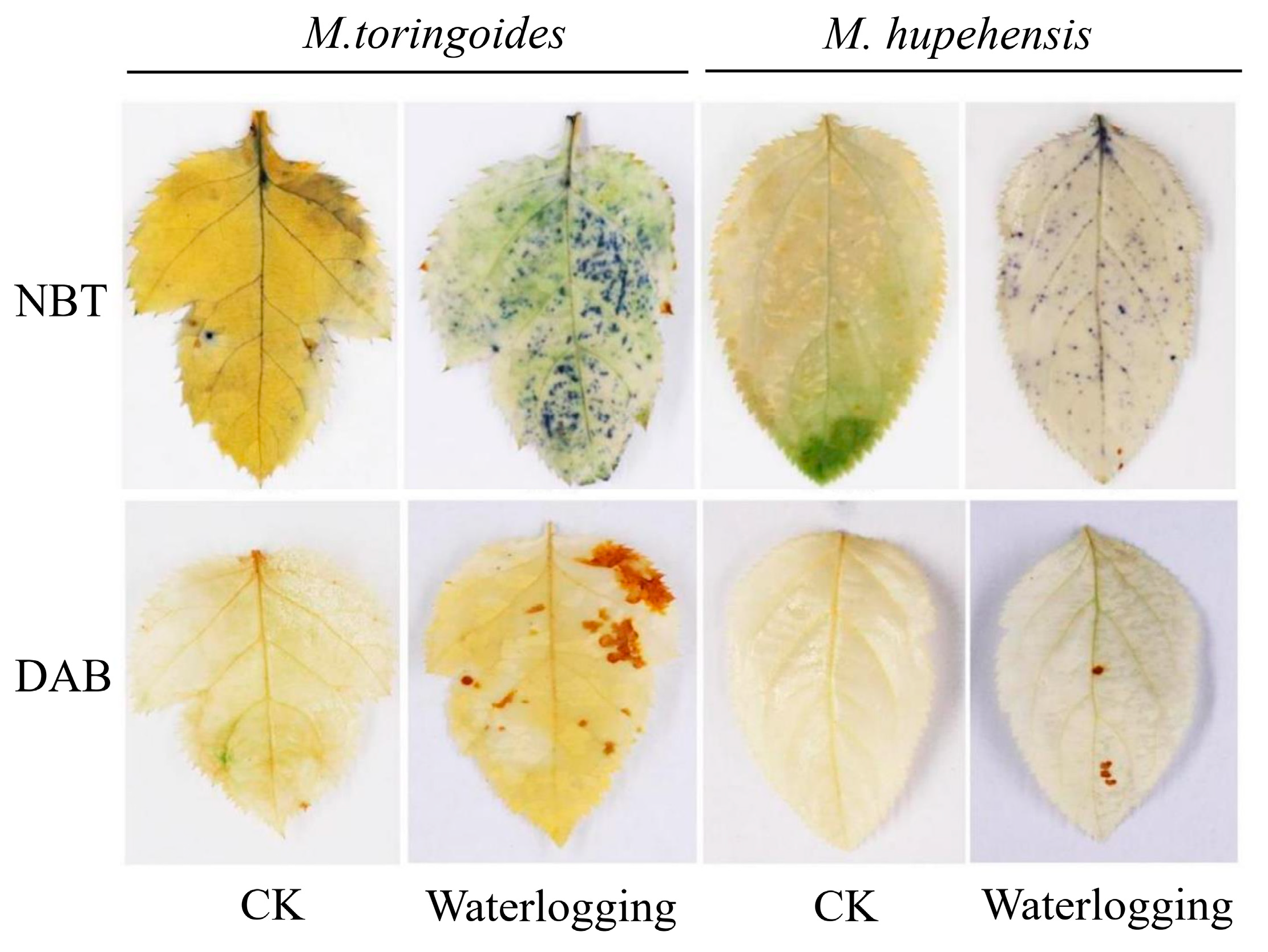 Ijms 24 09298 g003 Ijms 24 09298 g003