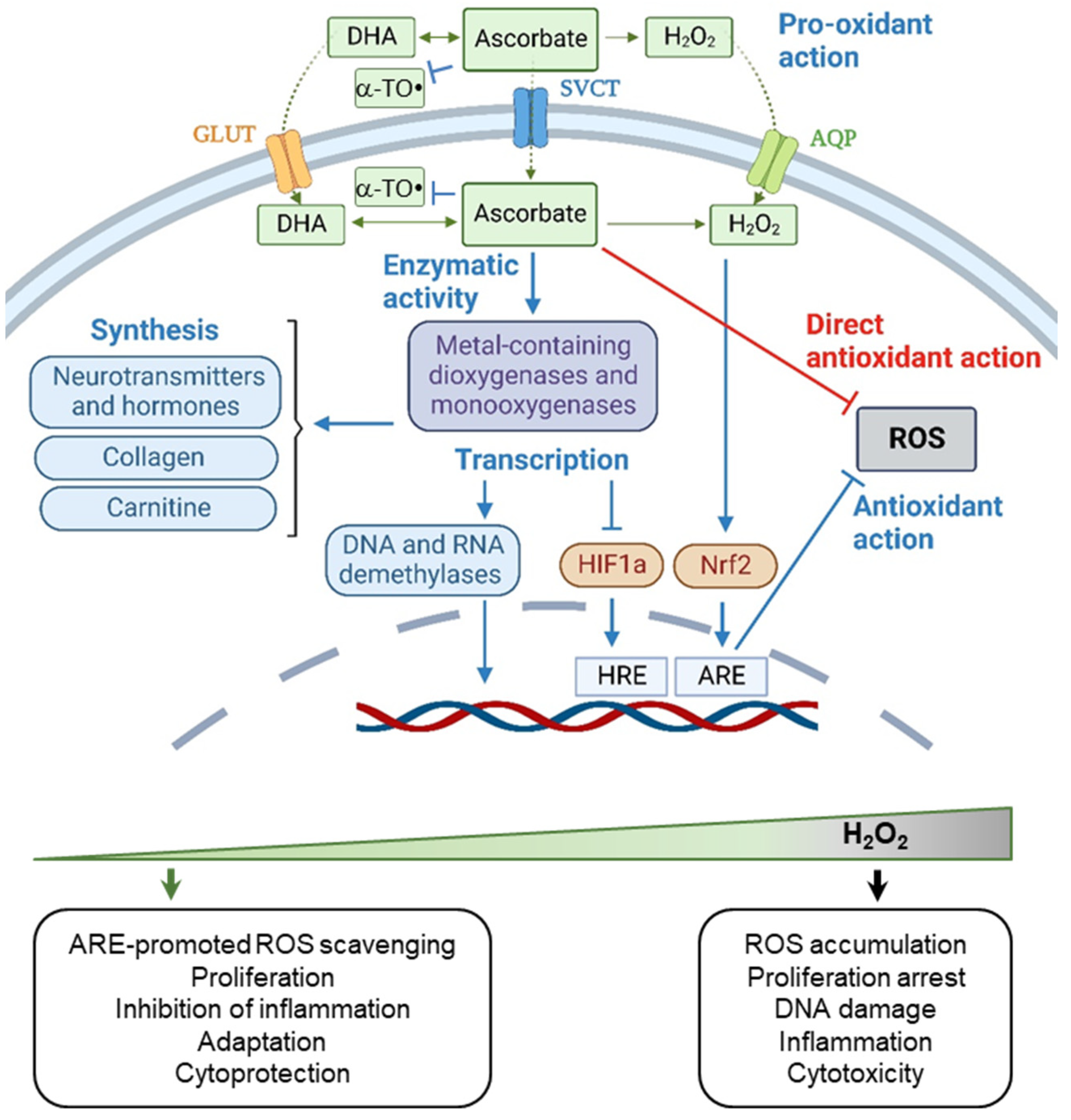 Ijms 24 09303 g006 Ijms 24 09303 g006