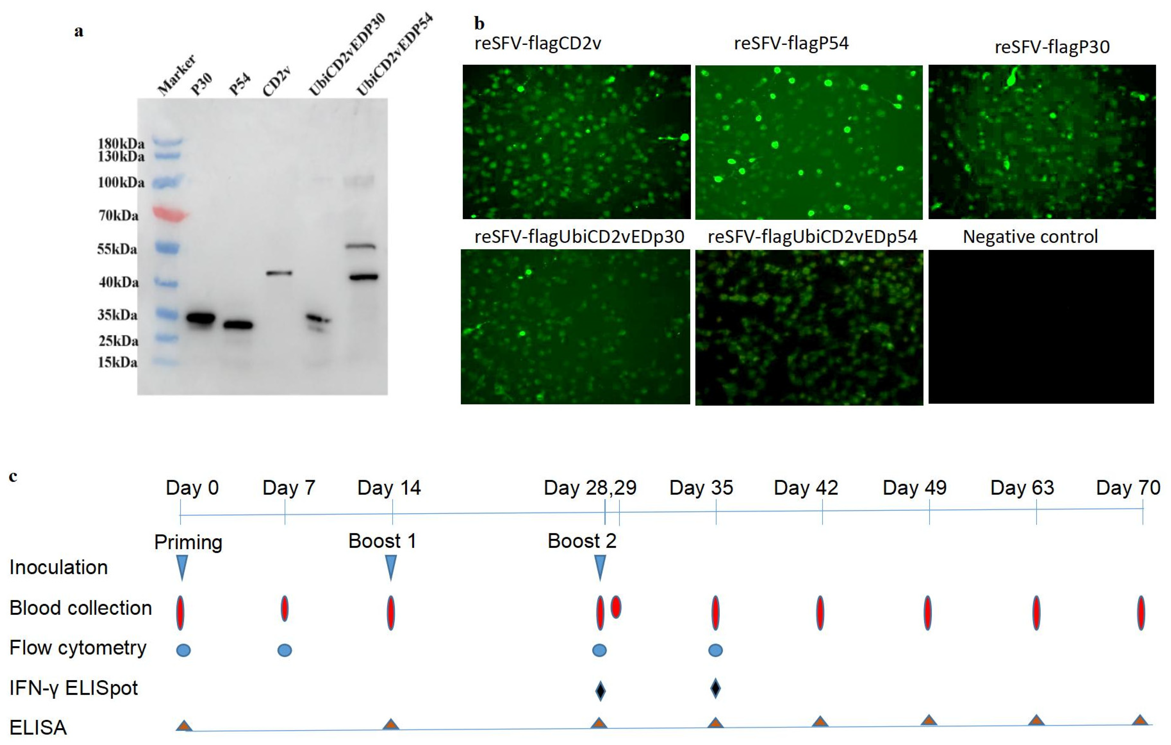 Ijms 24 09316 g001 Ijms 24 09316 g001