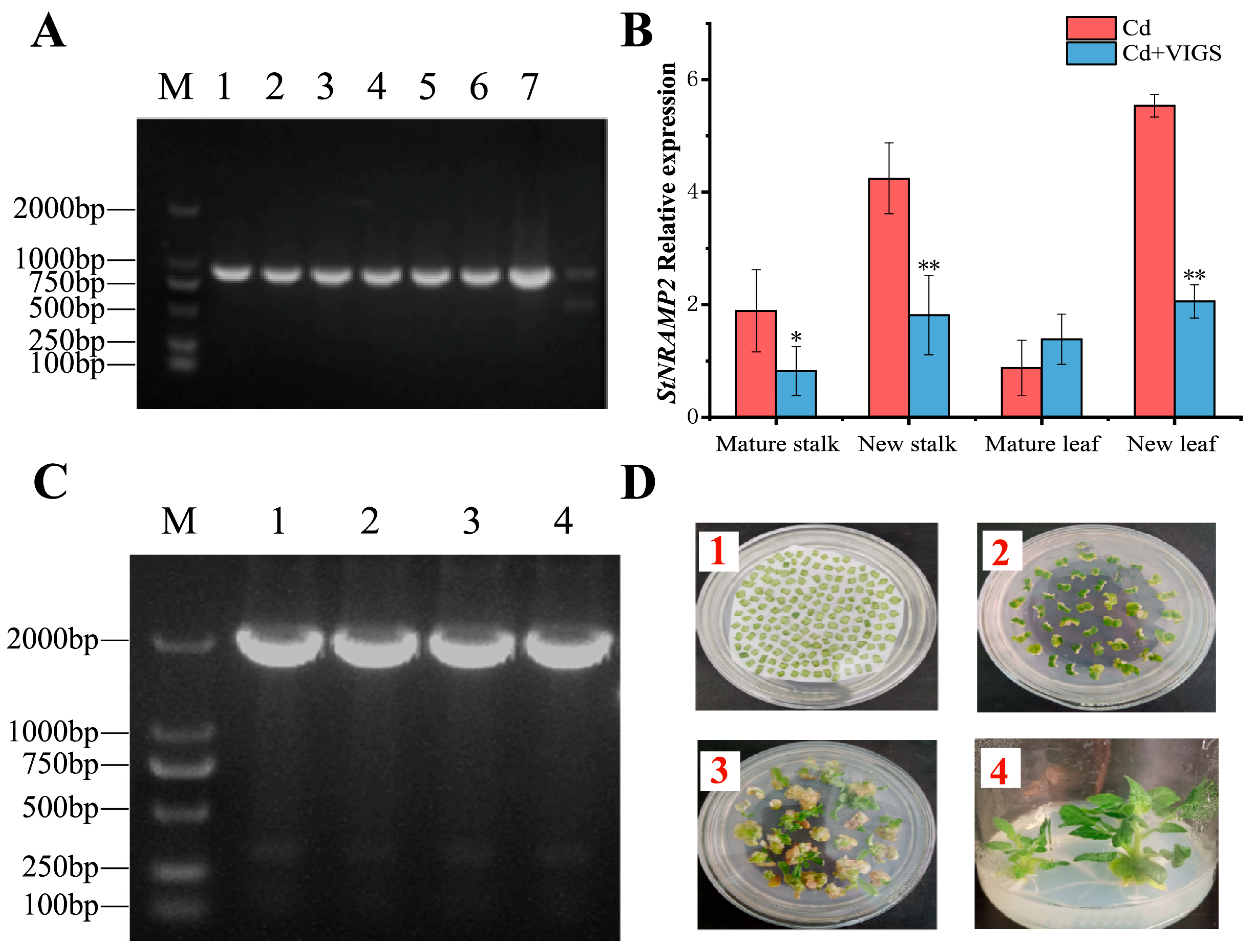 Ijms 24 09322 g005 Ijms 24 09322 g005