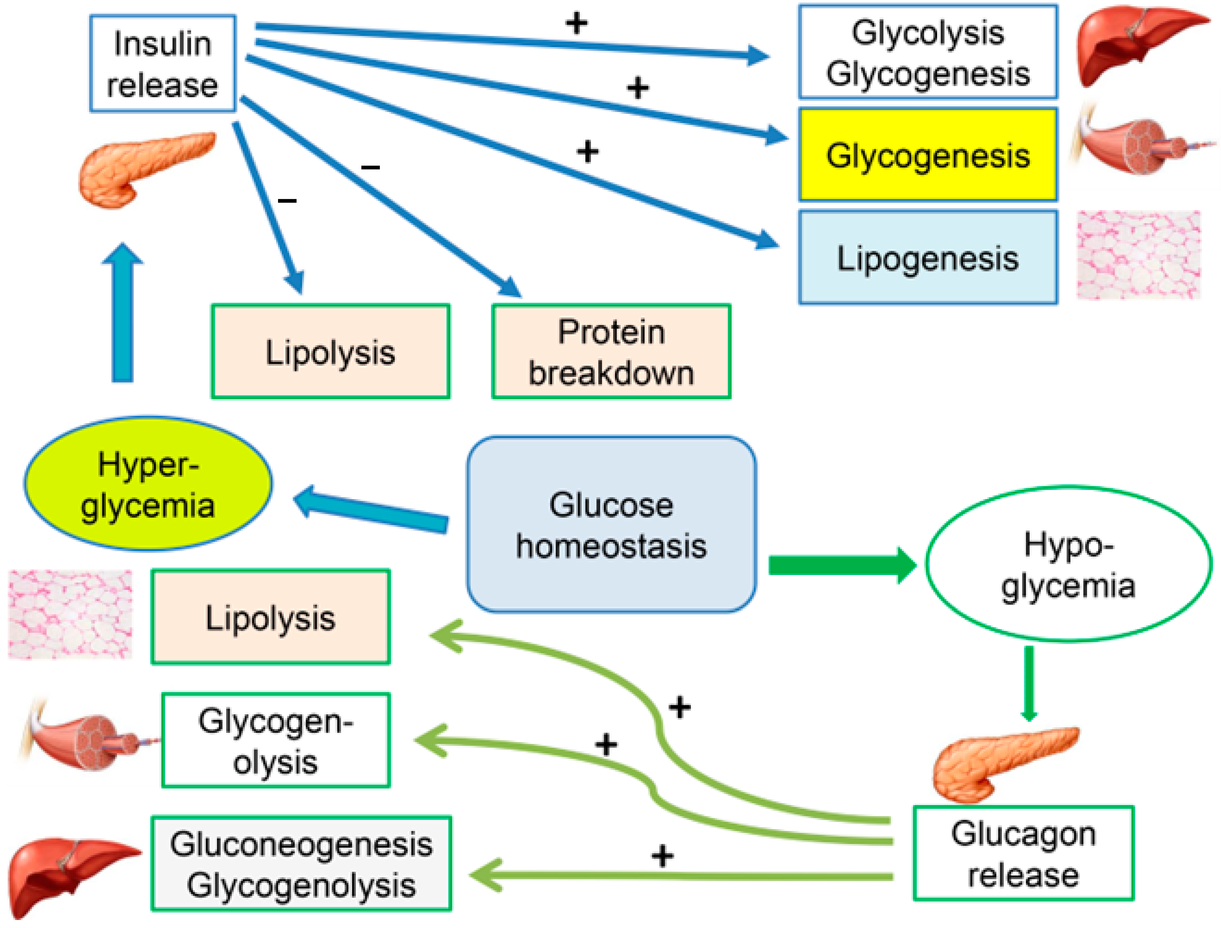 IJMS Free FullText An Update on the Molecular and Cellular Basis