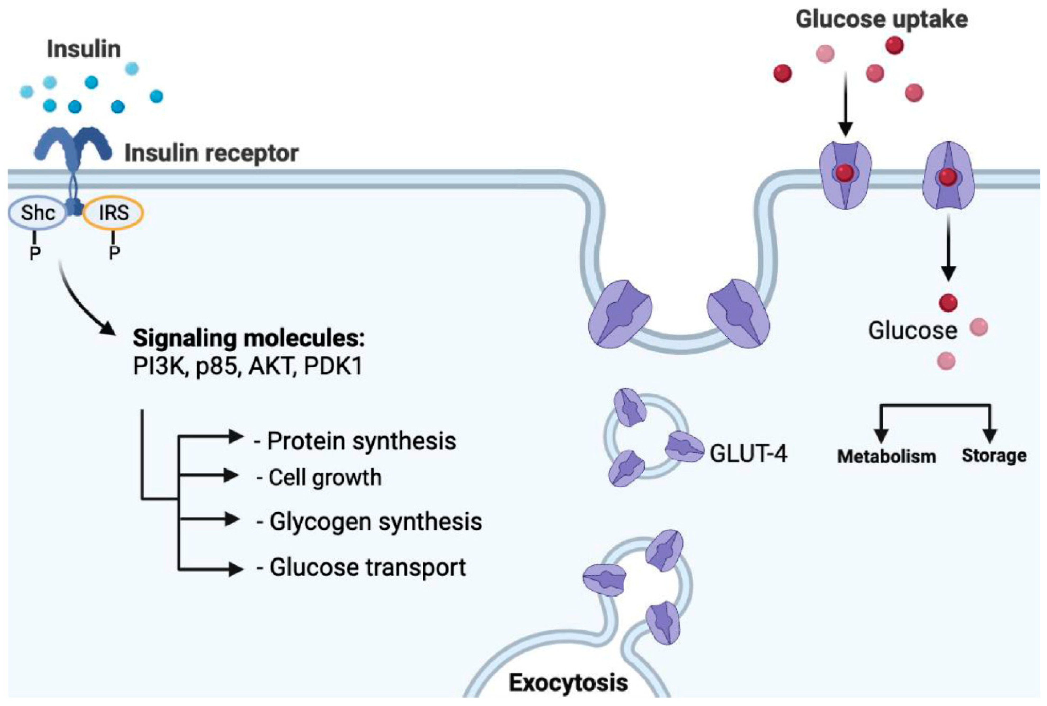 Ijms 24 09328 g002 Ijms 24 09328 g002