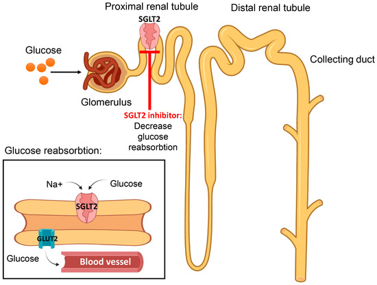 An Update on the Molecular and Cellular Basis of Pharmacotherapy in ...