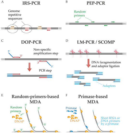 IJMS Free FullText DNA Polymerases for Whole Genome Amplification Considerations and