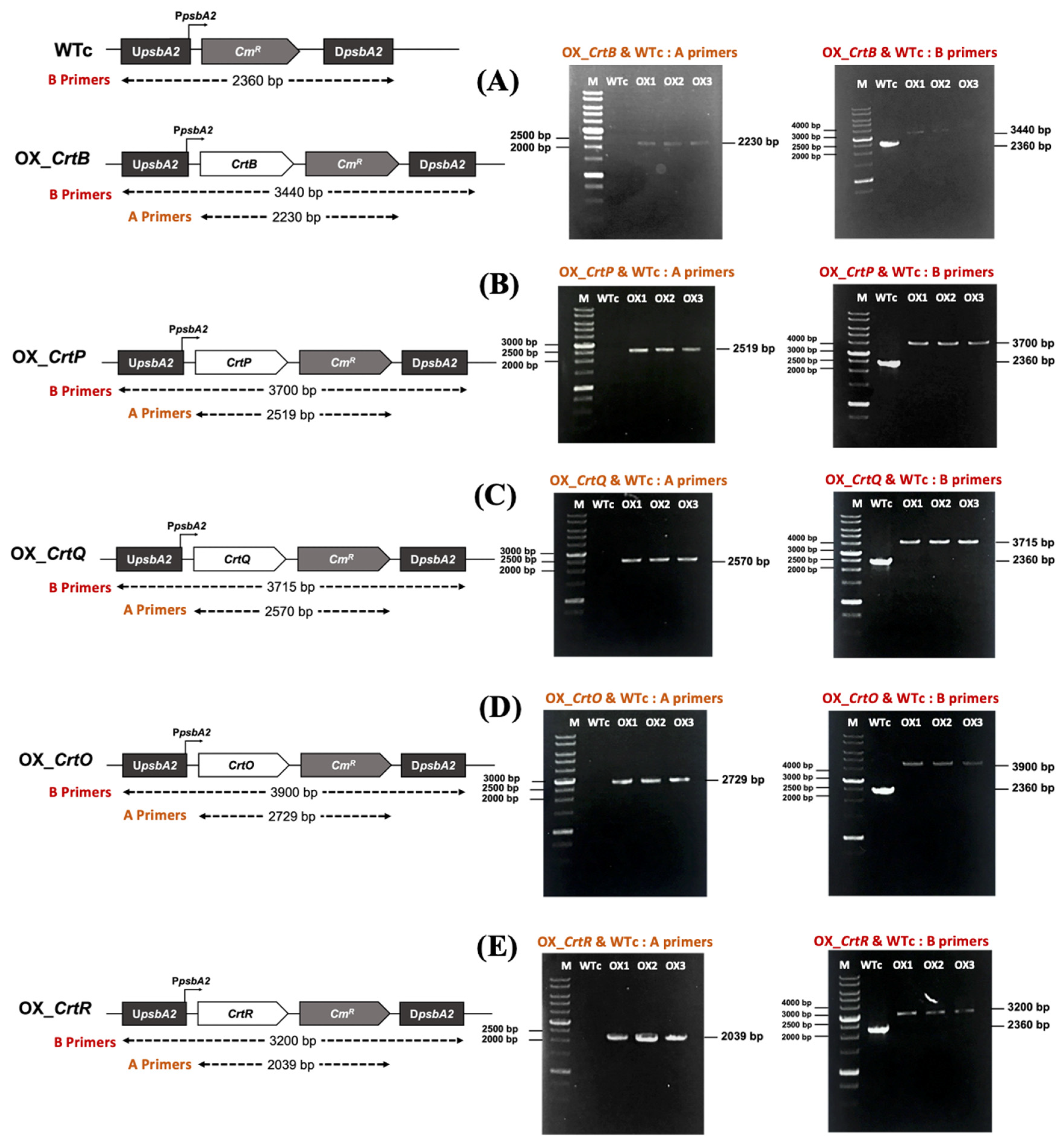 Ijms 24 09370 g002 Ijms 24 09370 g002