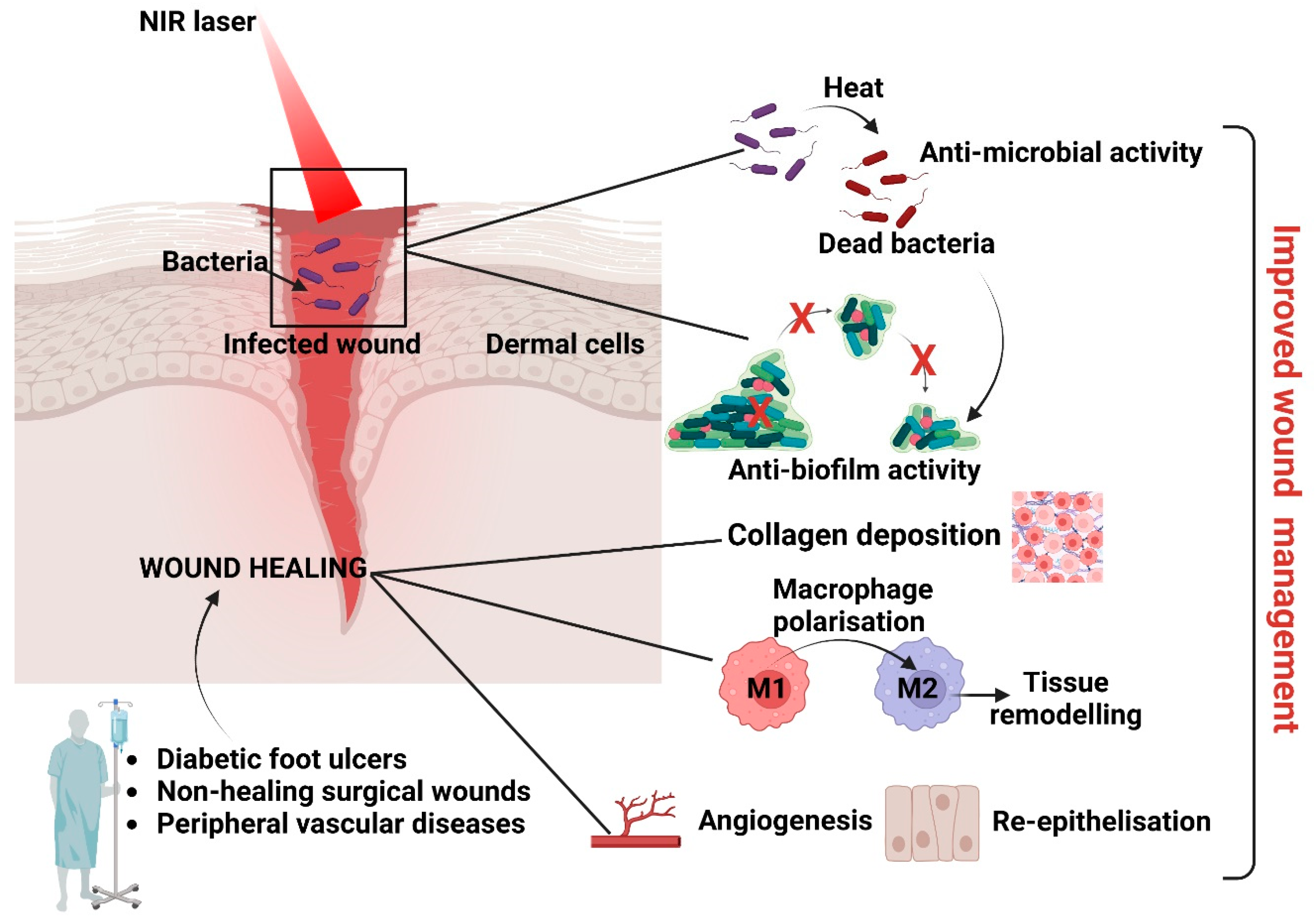 Ijms 24 09375 g003 Ijms 24 09375 g003