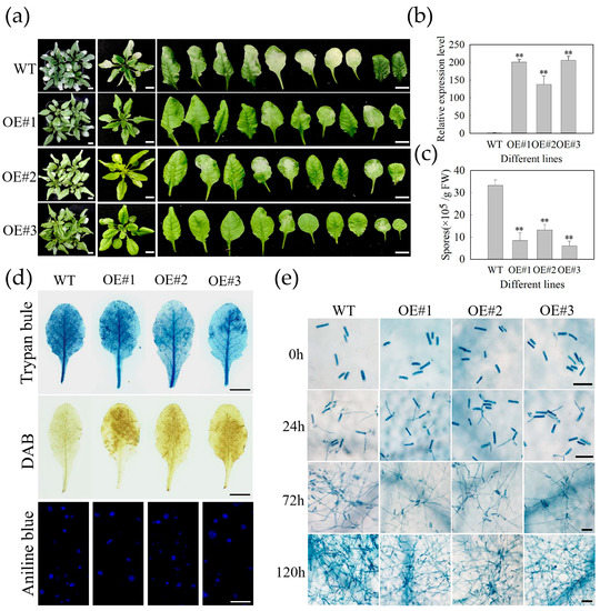 IJMS Free FullText Transcription Factor MdbHLH093 Enhances Powdery