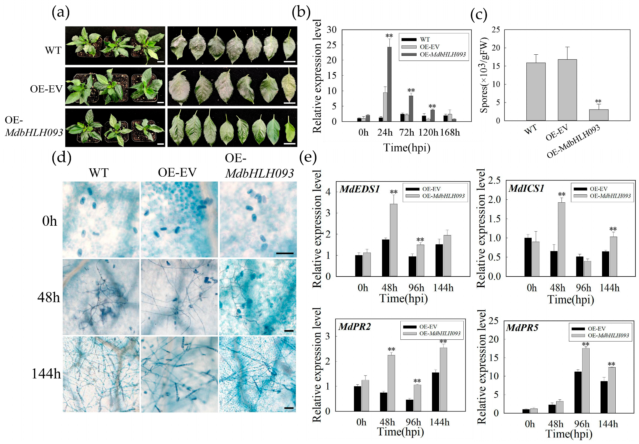 Ijms 24 09390 g005 Ijms 24 09390 g005