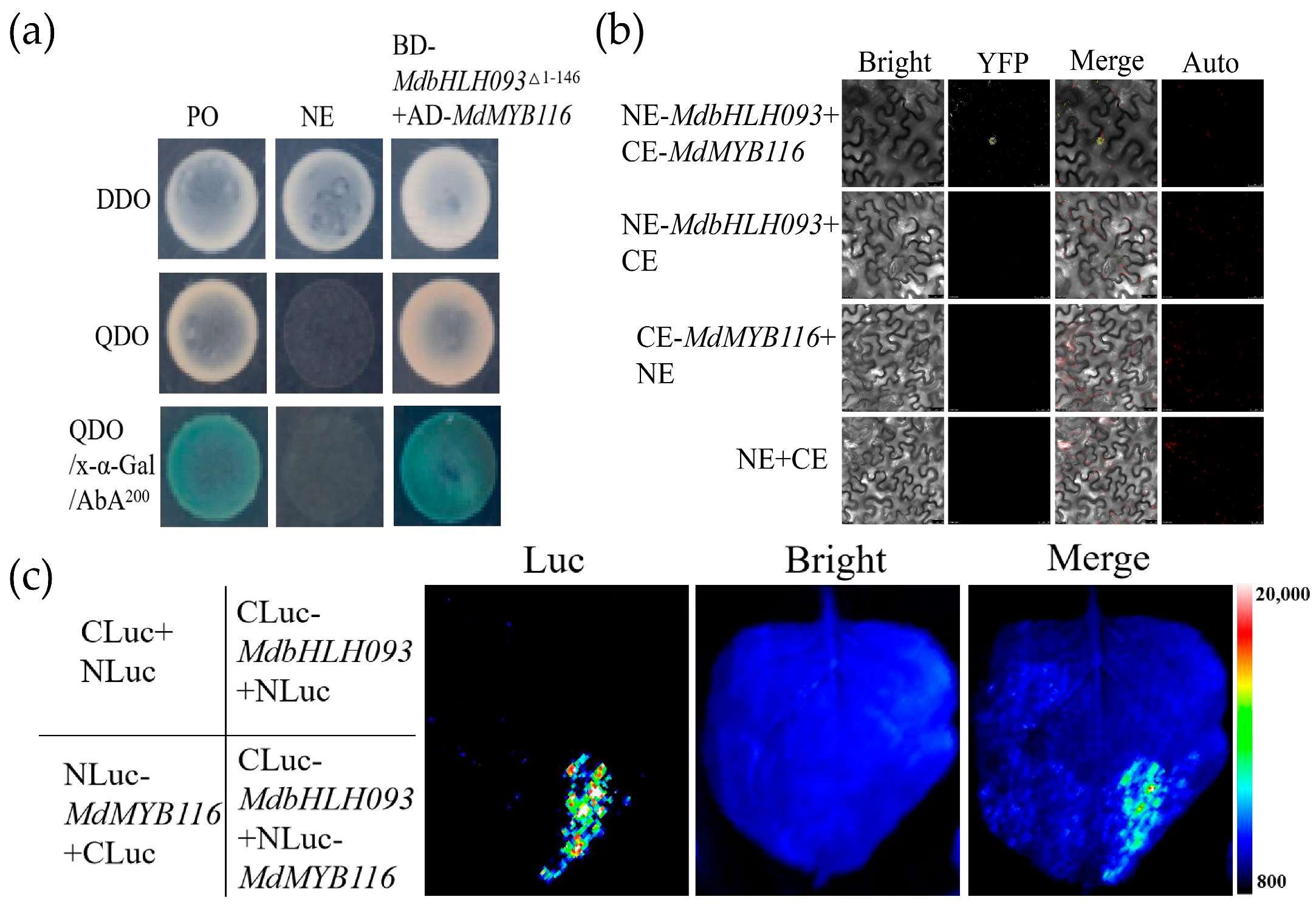 Ijms 24 09390 g007 Ijms 24 09390 g007