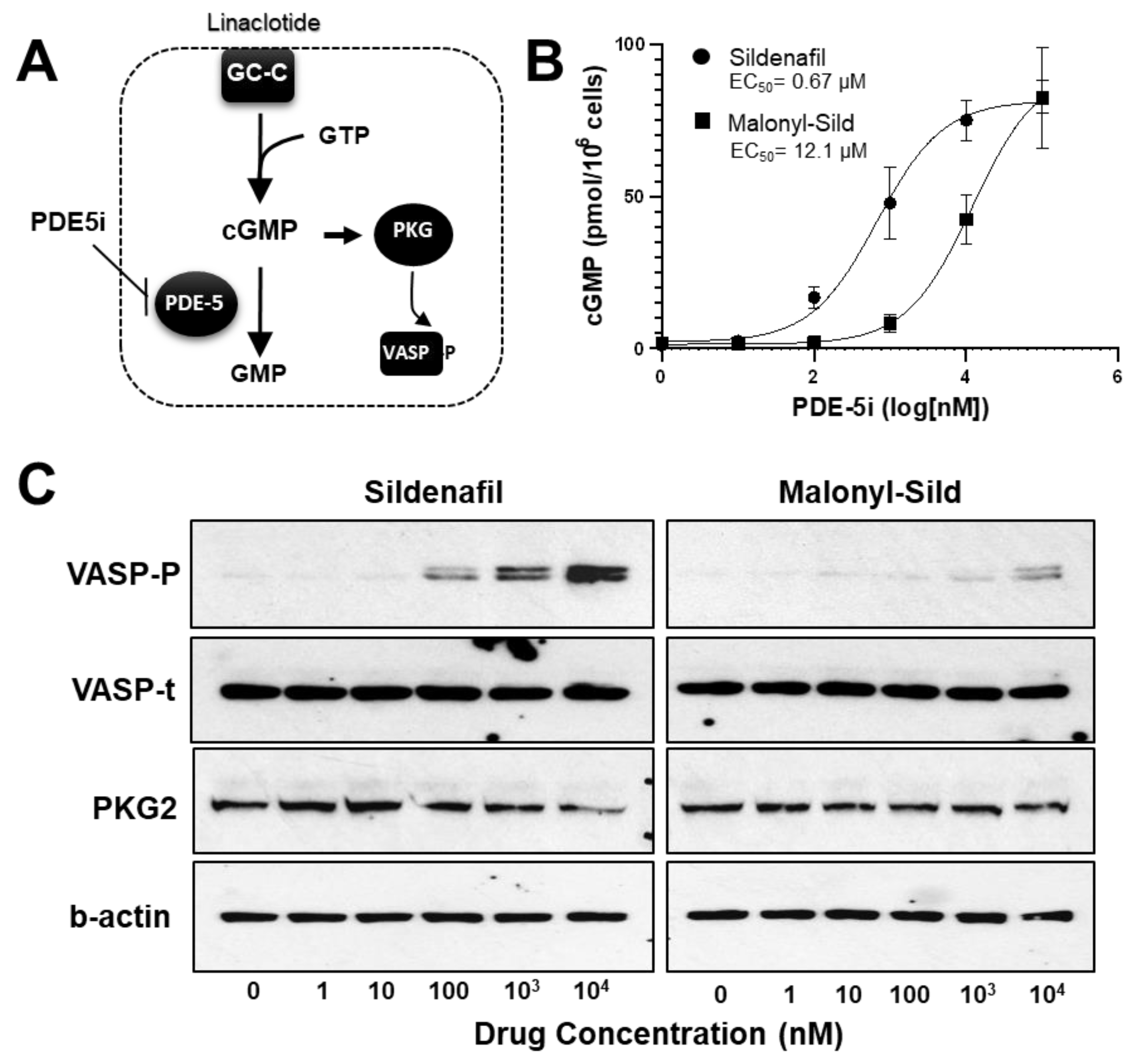 Ijms 24 09397 g002 Ijms 24 09397 g002