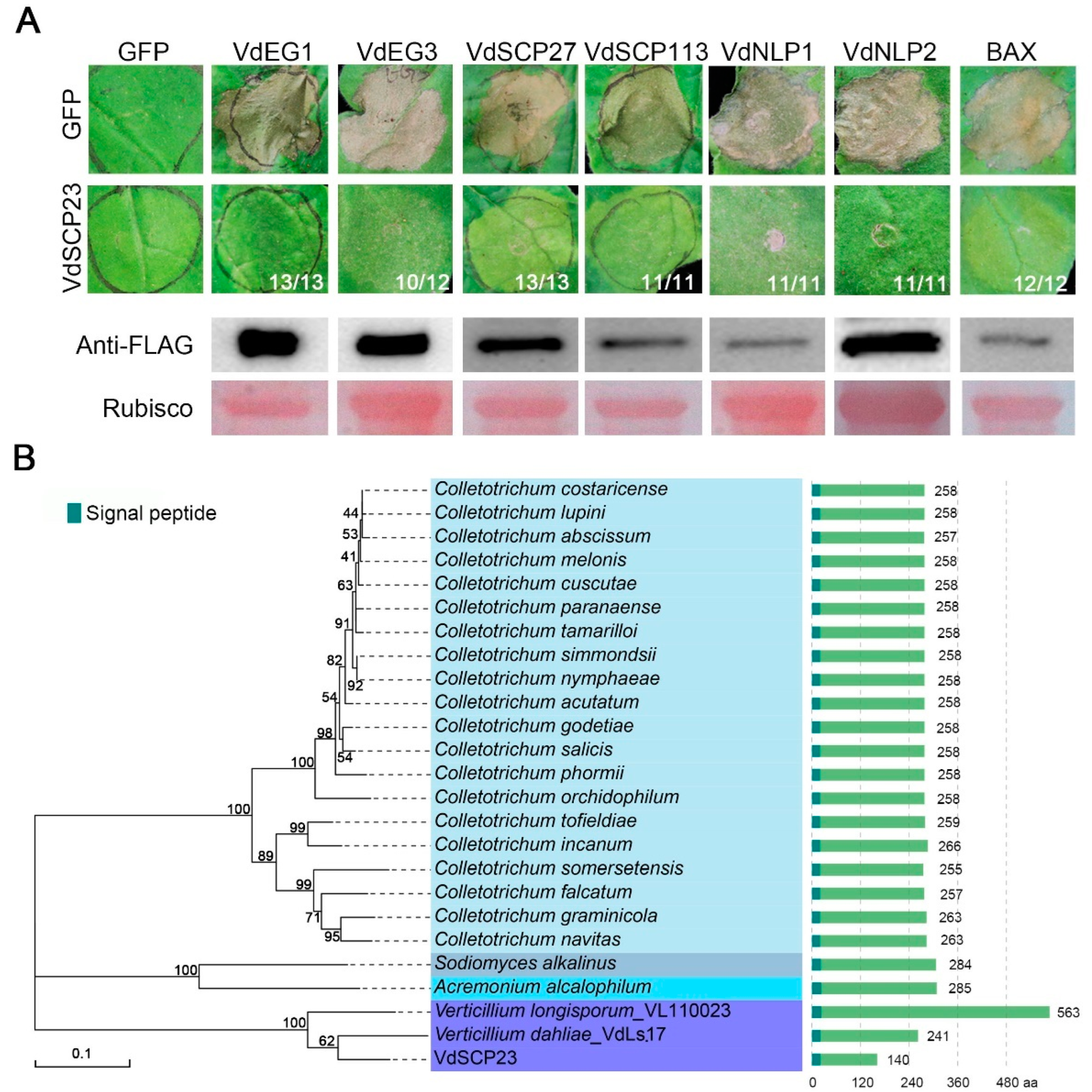 Ijms 24 09403 g001 Ijms 24 09403 g001