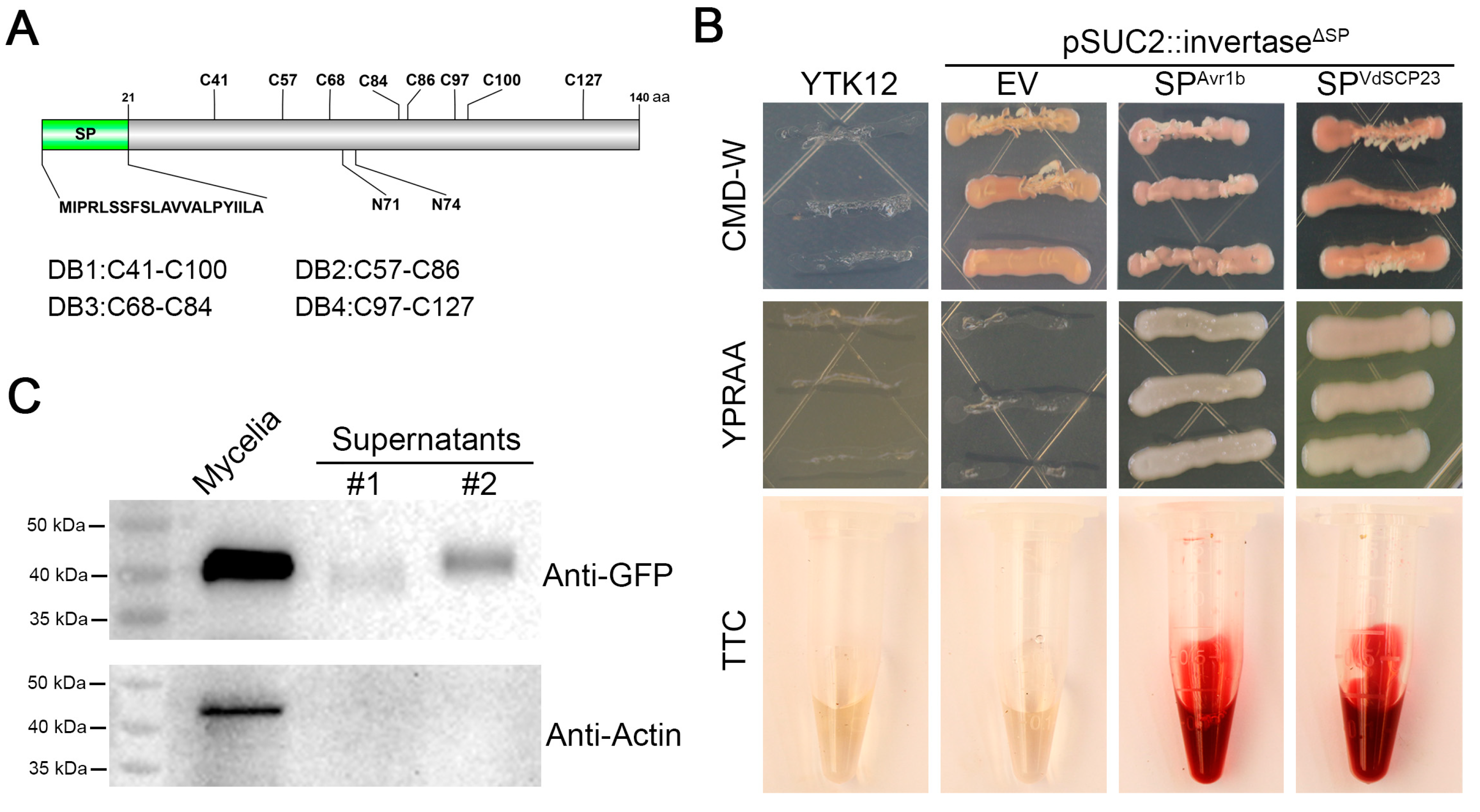Ijms 24 09403 g002 Ijms 24 09403 g002