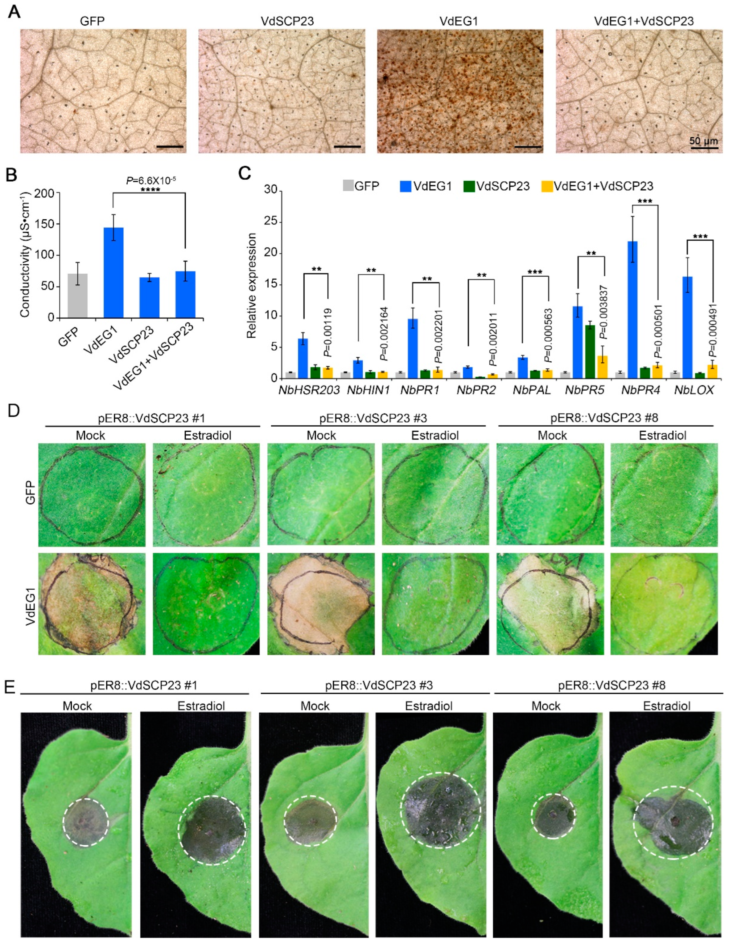Ijms 24 09403 g004 Ijms 24 09403 g004
