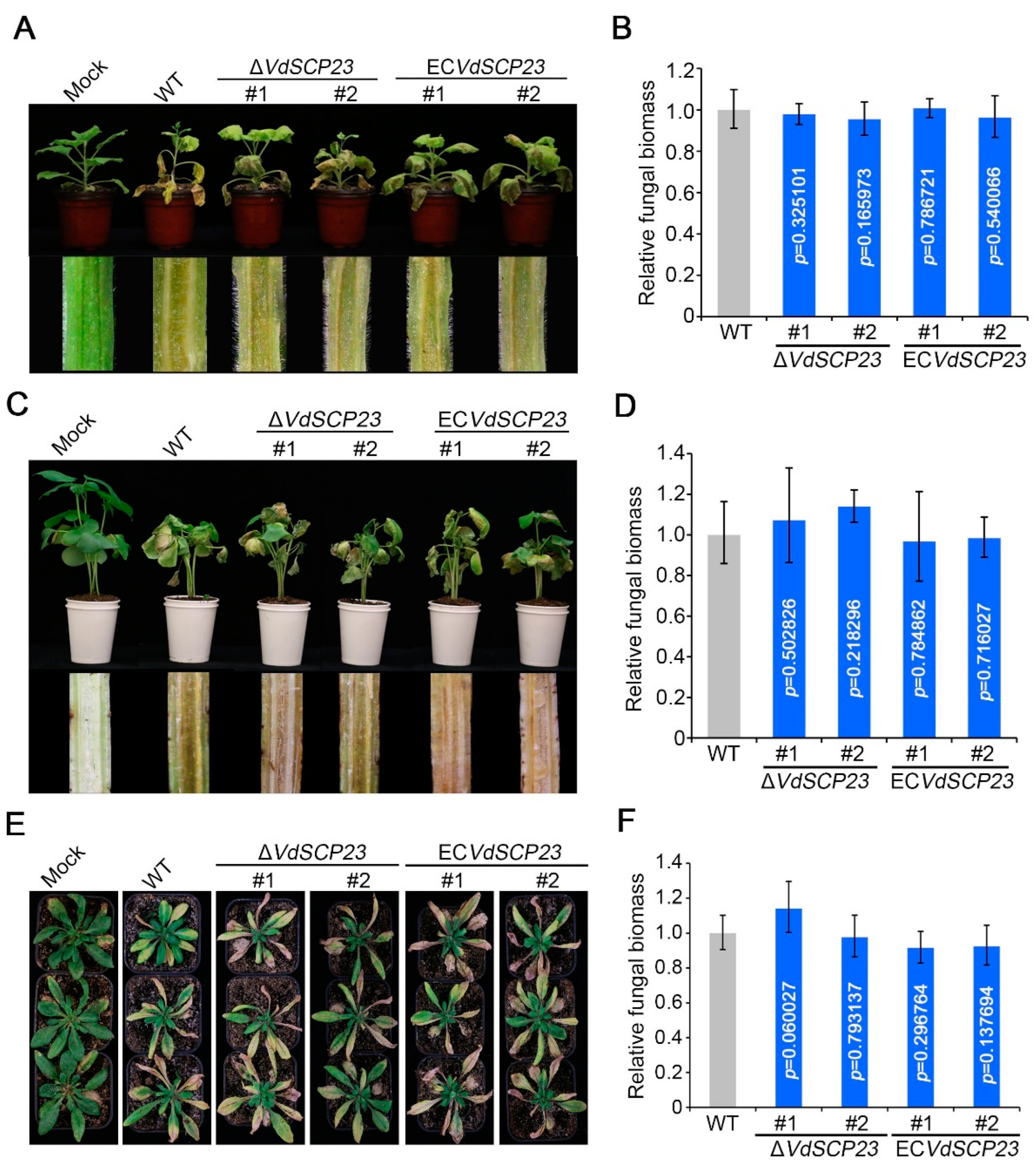 Ijms 24 09403 g007 Ijms 24 09403 g007