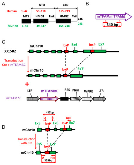 The C-Terminal Tail of Mitochondrial Transcription Factor A Is ...