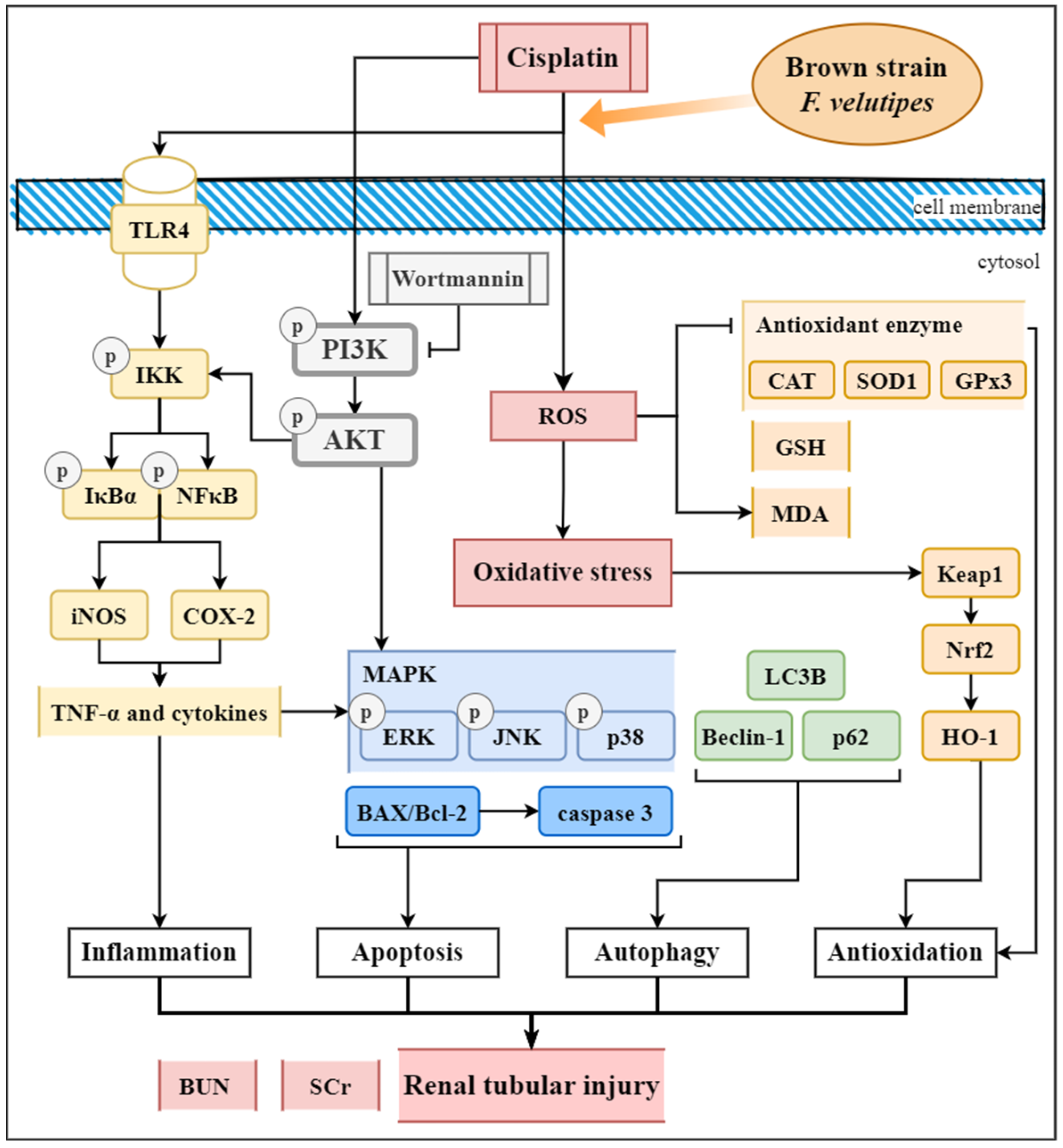 Ijms 24 09448 g011 Ijms 24 09448 g011