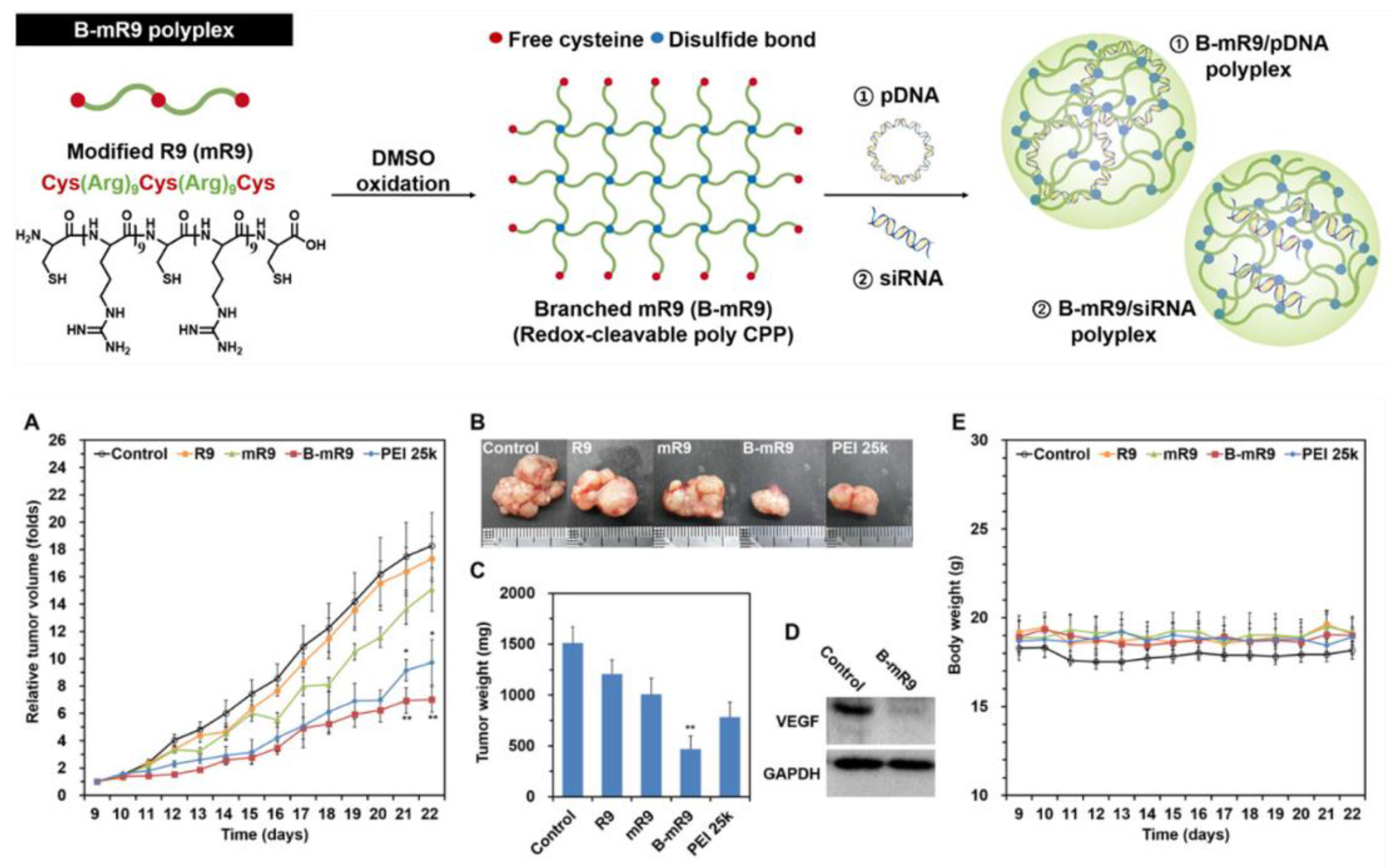 Ijms 24 09455 g009 Ijms 24 09455 g009