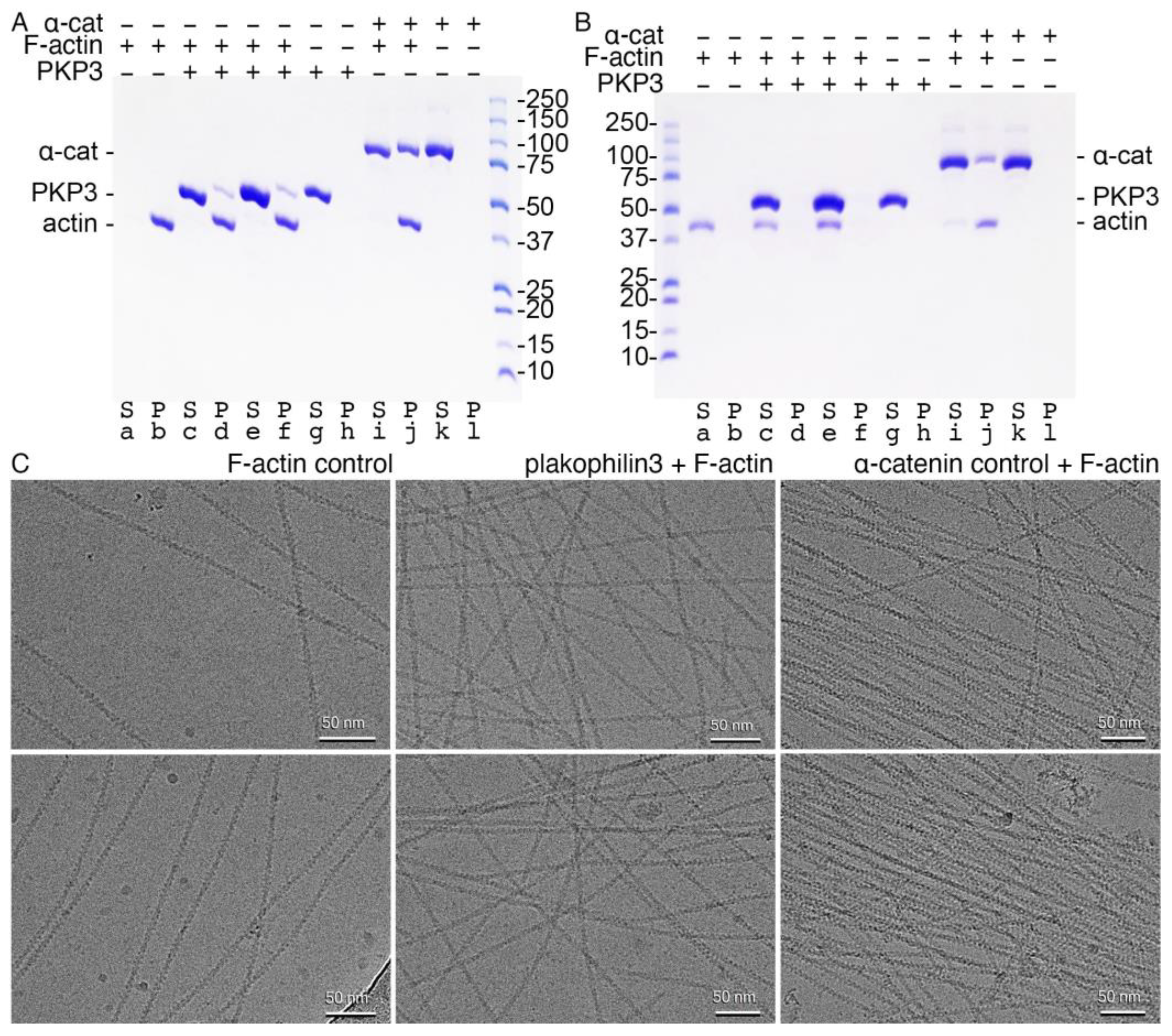 Ijms 24 09458 g006 Ijms 24 09458 g006