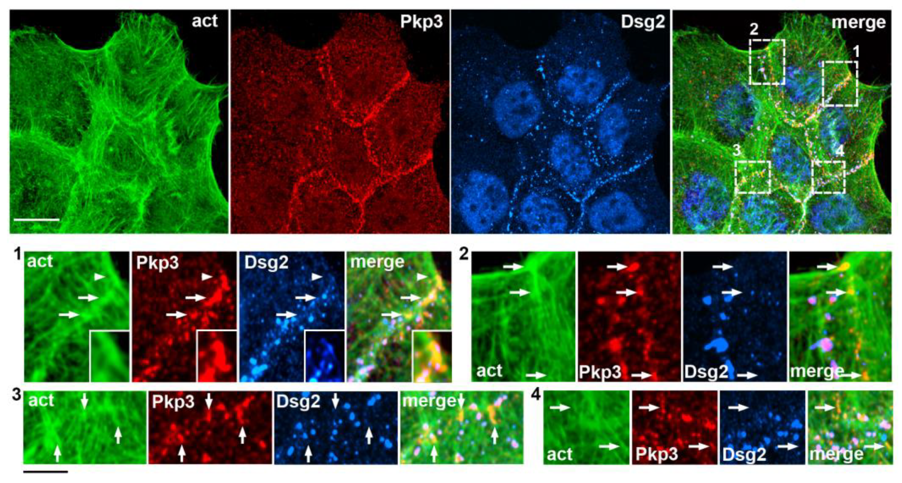 Ijms 24 09458 g007 Ijms 24 09458 g007