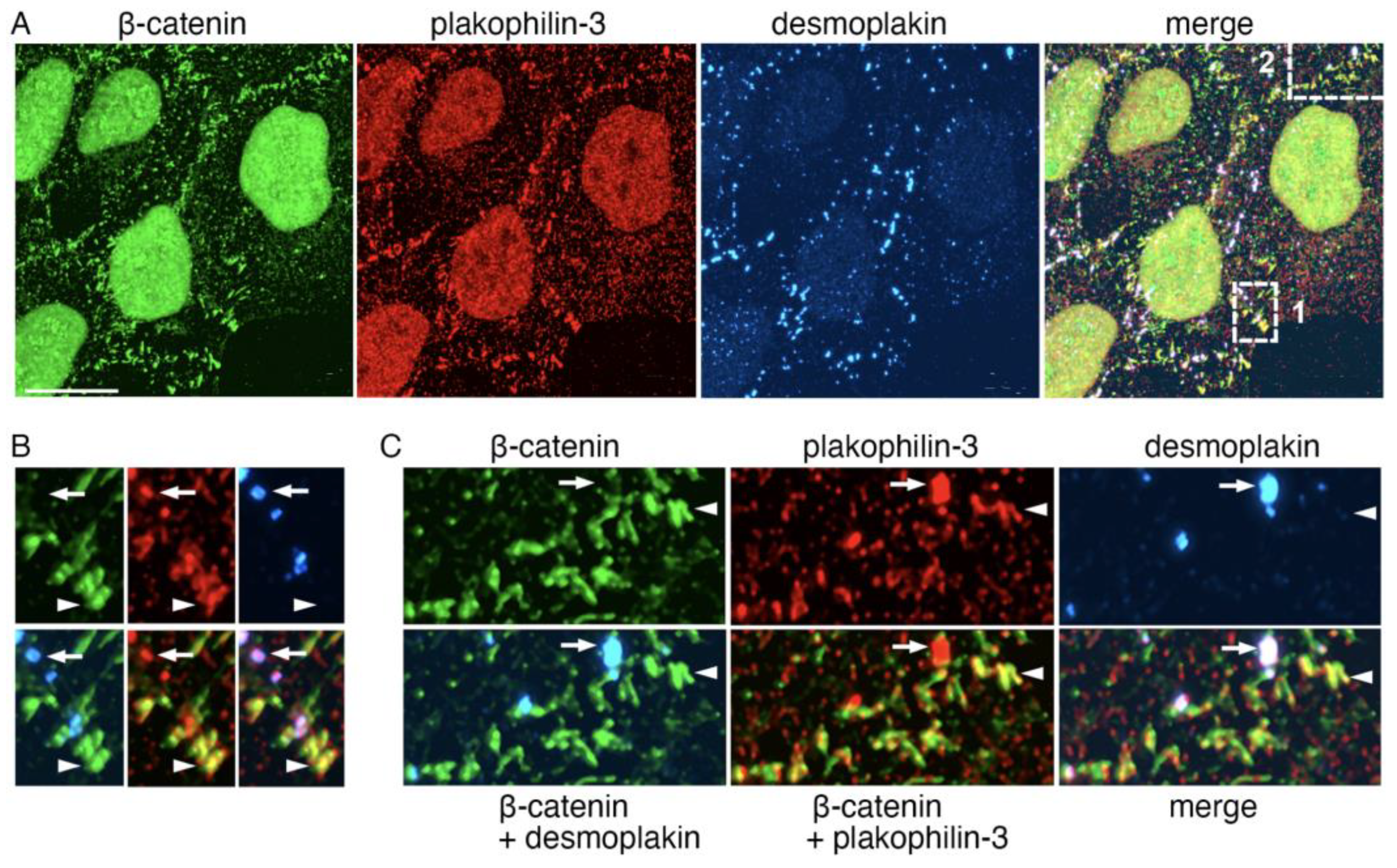 Ijms 24 09458 g008 Ijms 24 09458 g008