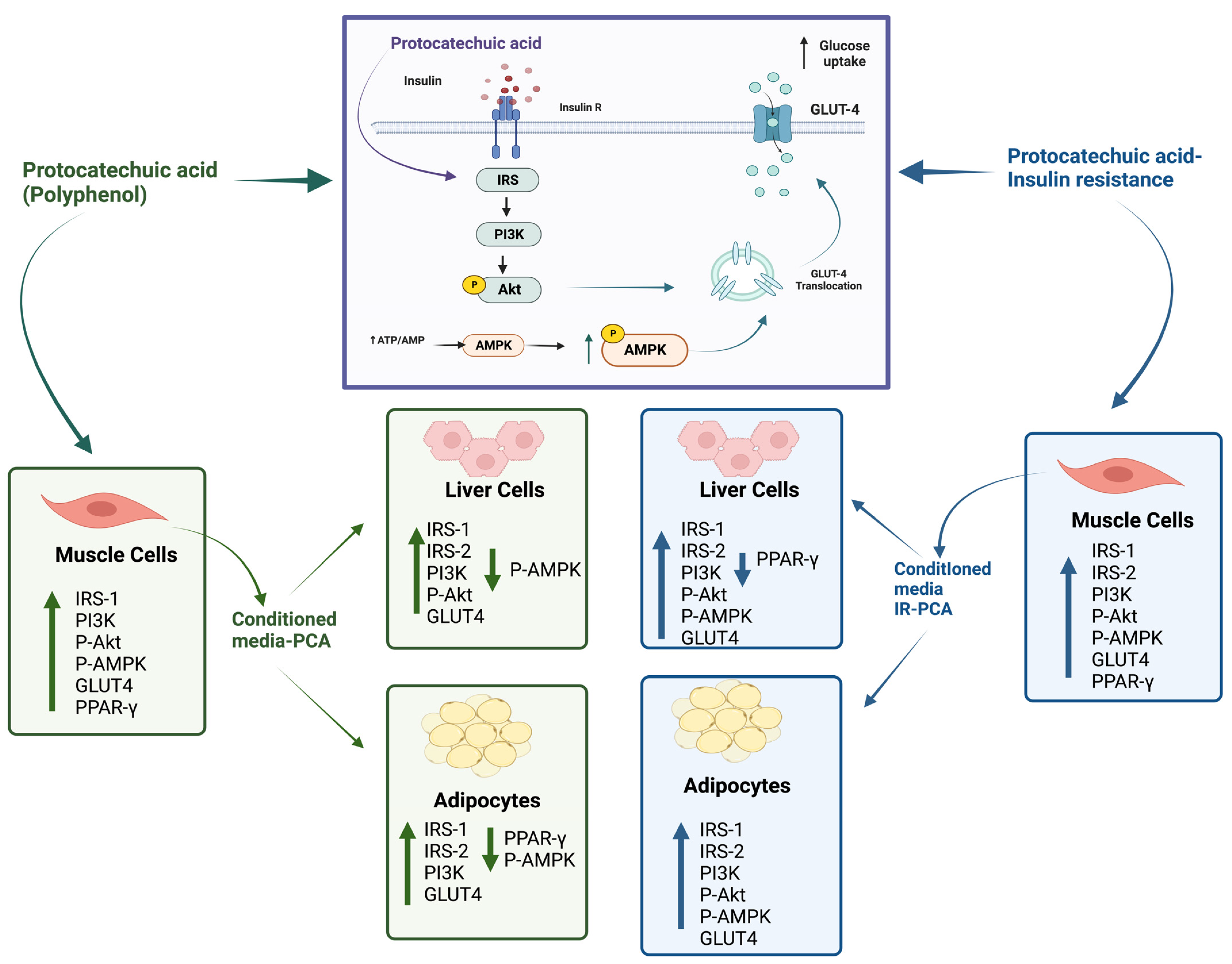 Ijms 24 09490 g016 Ijms 24 09490 g016