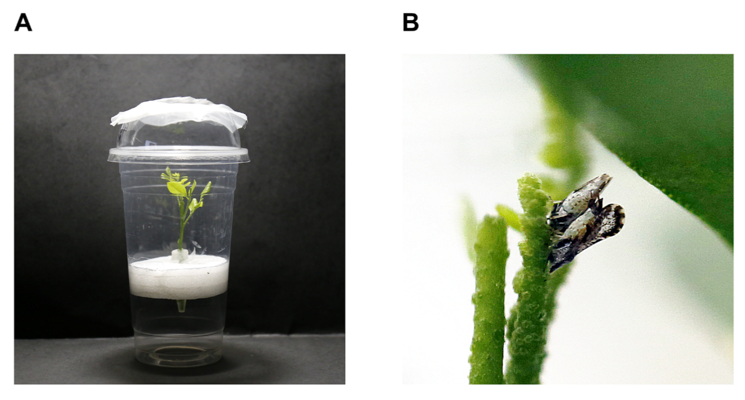 Ijms 24 09497 g005 Ijms 24 09497 g005