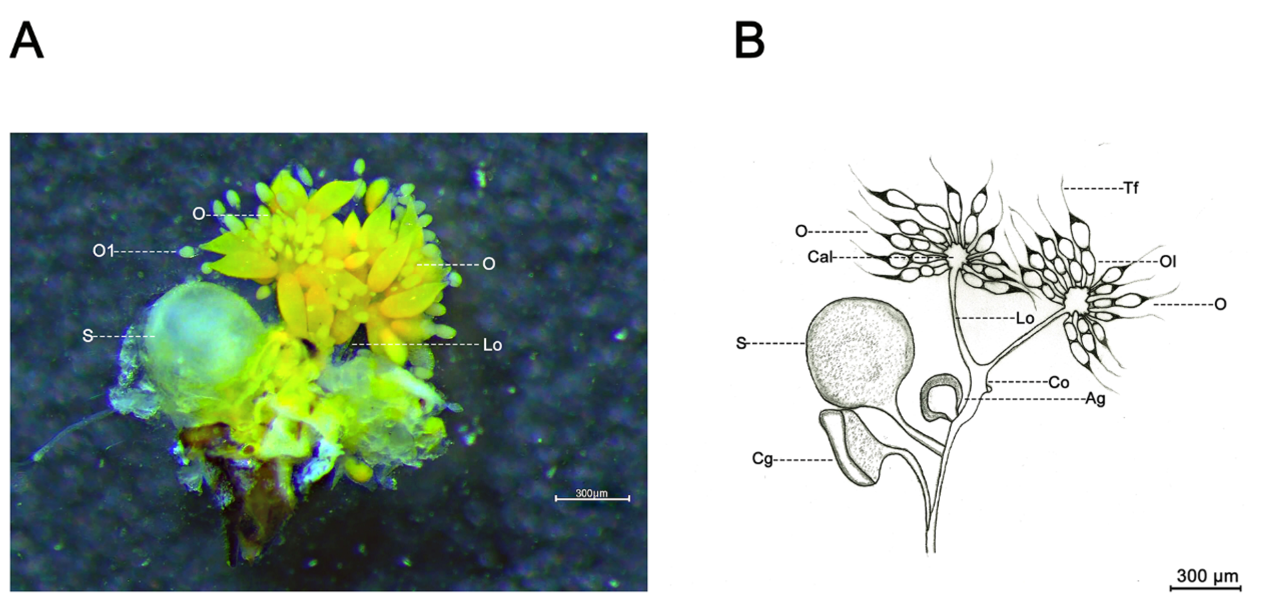Ijms 24 09497 g006 Ijms 24 09497 g006