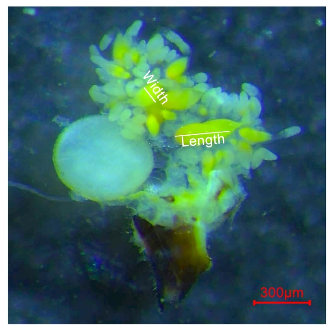 Ijms 24 09497 g007 Ijms 24 09497 g007