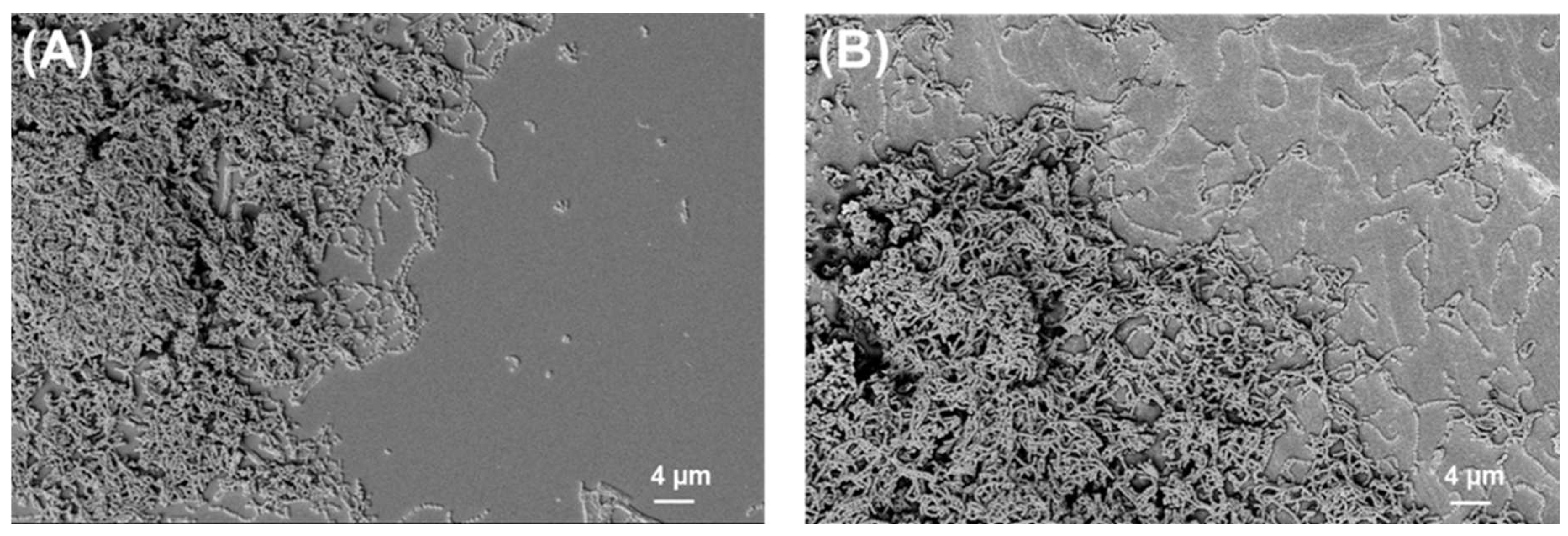 Ijms 24 09504 g003 Ijms 24 09504 g003