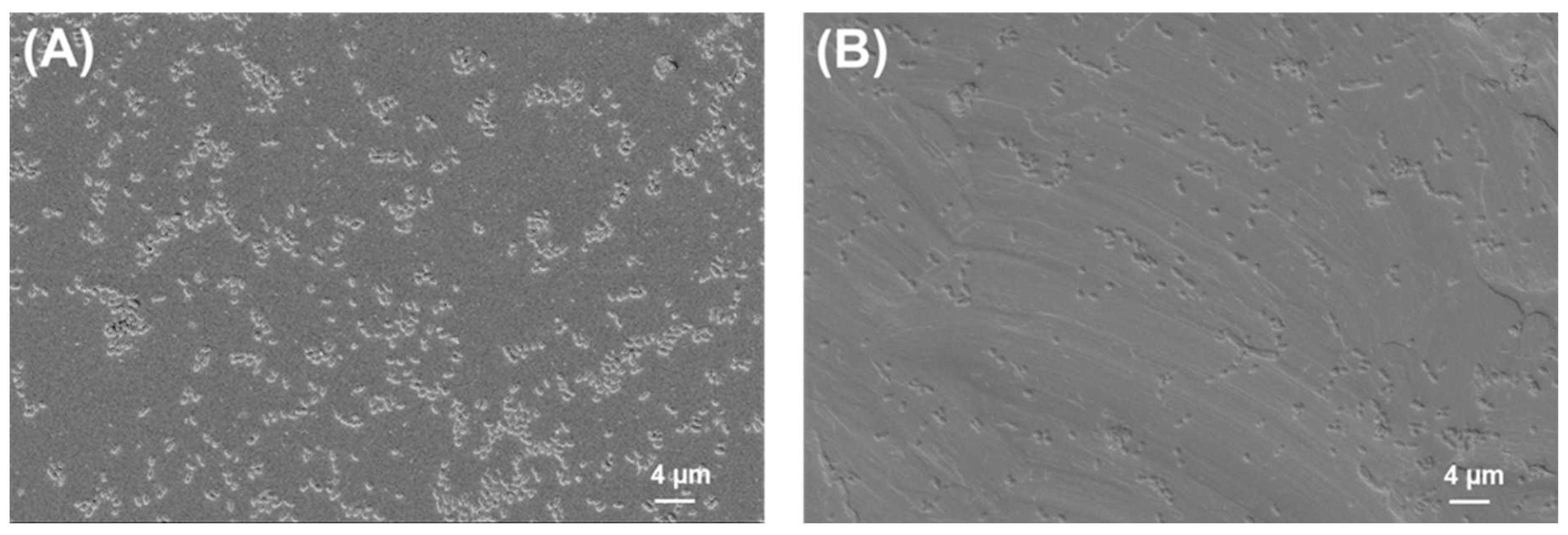 Ijms 24 09504 g004 Ijms 24 09504 g004