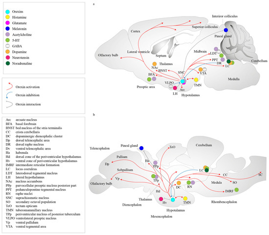 IJMS | Free Full-Text | Does EGFR Signaling Mediate Orexin System ...