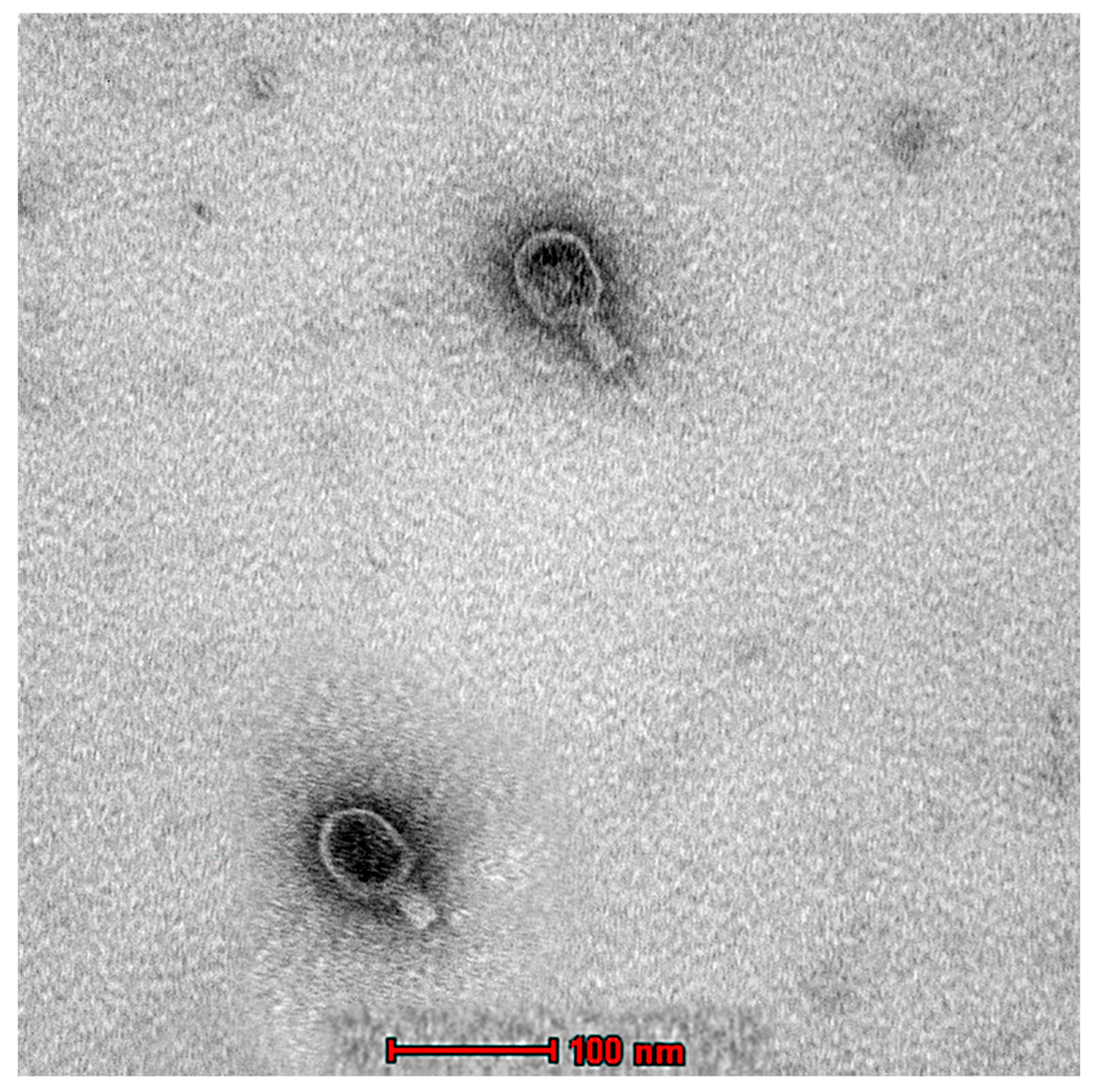 Ijms 24 09506 g003 Ijms 24 09506 g003