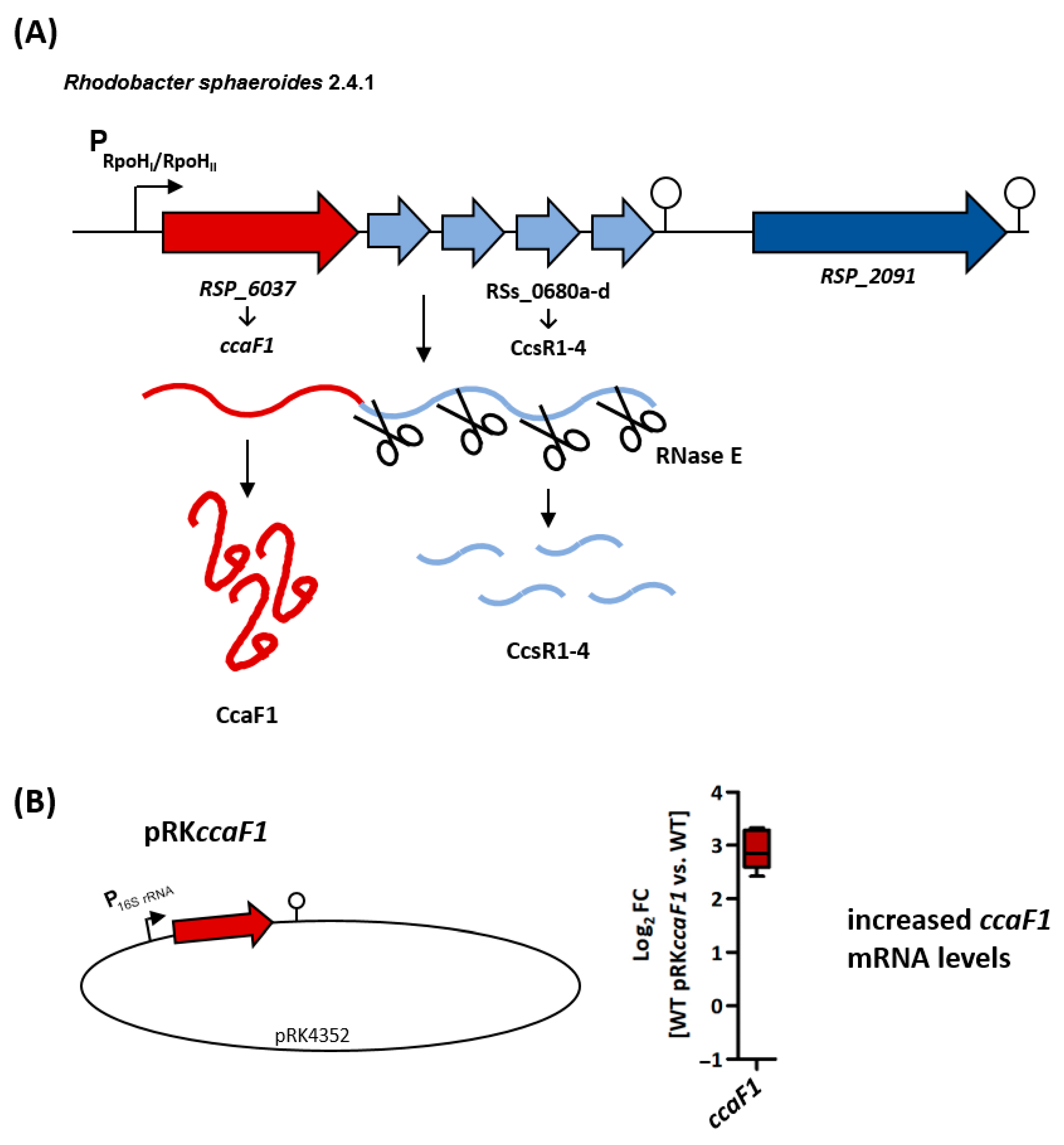 Ijms 24 09515 g001 Ijms 24 09515 g001