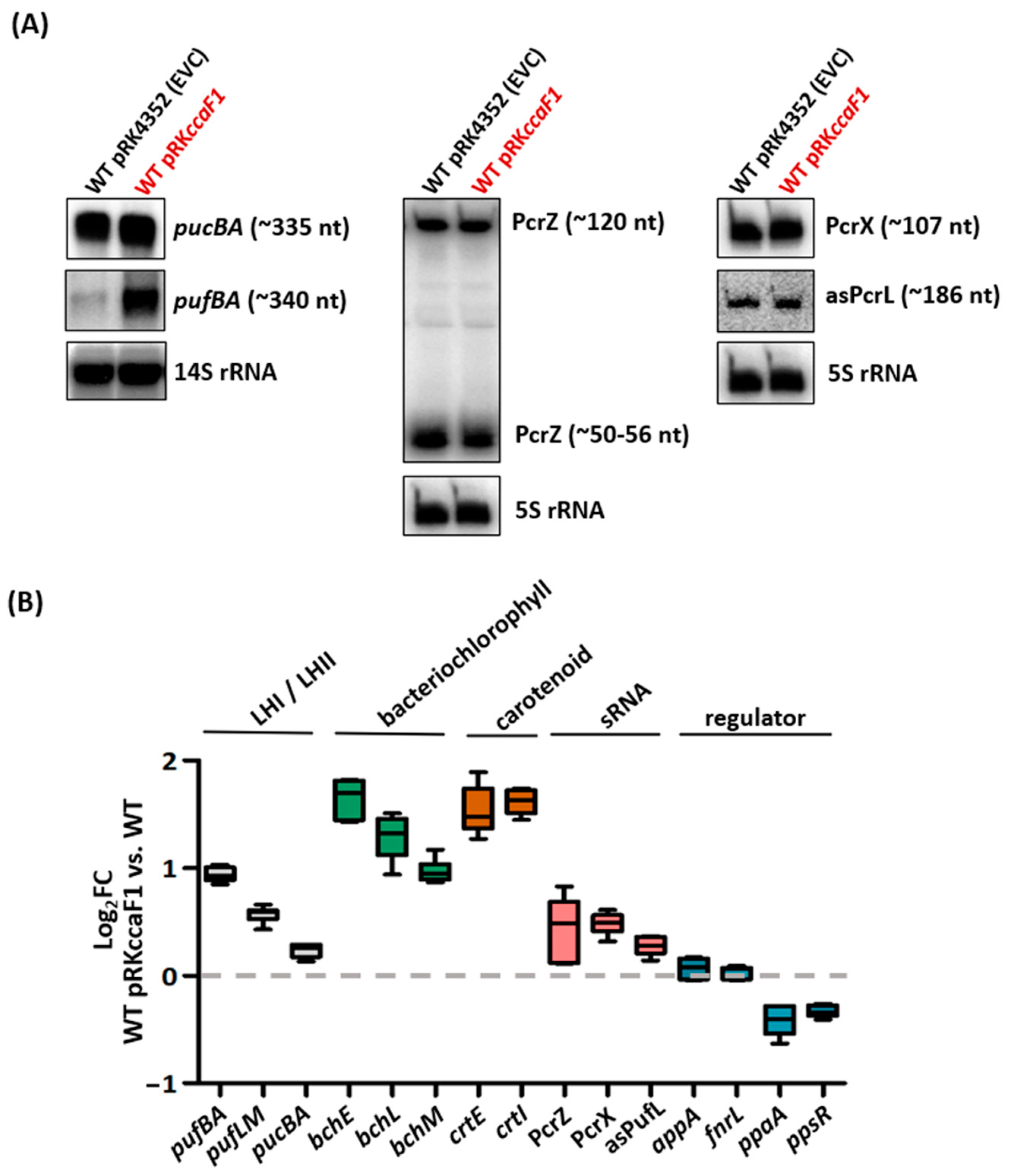 Ijms 24 09515 g003 Ijms 24 09515 g003