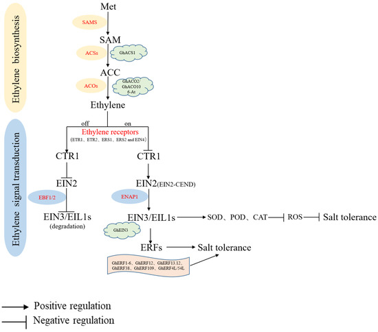 mi Roles of S-Adenosylmethionine and Its Derivatives in Salt
